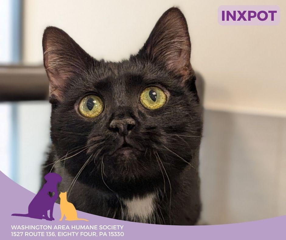 Inxpot, ADOPTABLE, Young Female Domestic Short Hair.