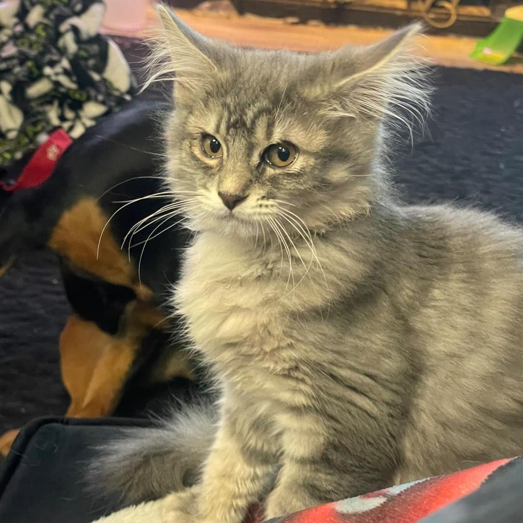 Enlarge Lydia, a Adoptable Domestic Medium Hair in Coos Bay, OR image 1/2