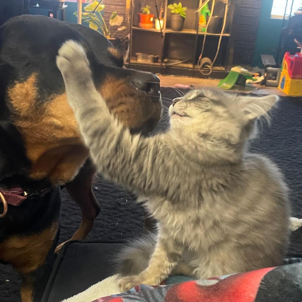 Enlarge Lydia, a Adoptable Domestic Medium Hair in Coos Bay, OR image 2/2