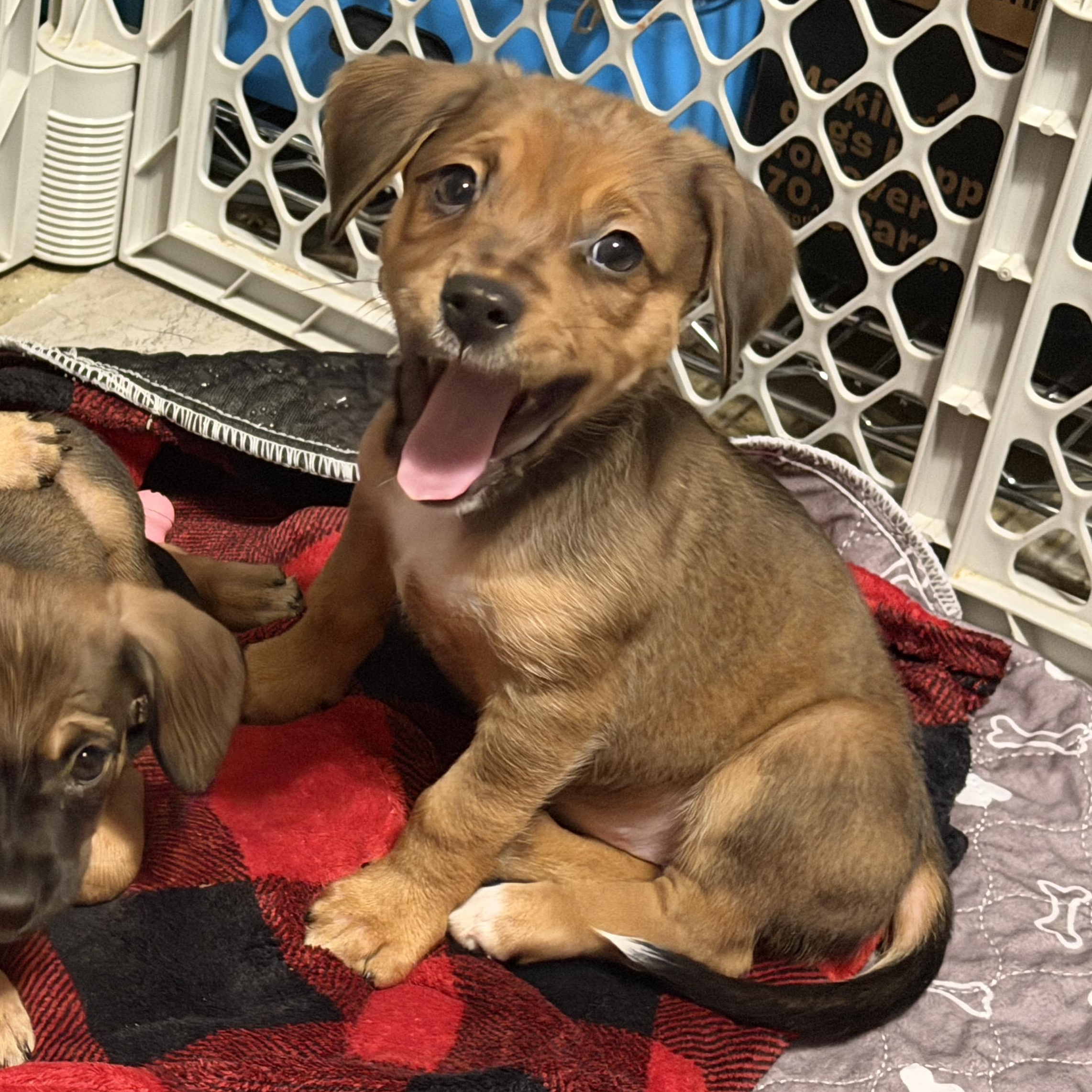 Enlarge Nori, a ADOPTABLE mixed breed in Jeffersonville, IN image 4/4