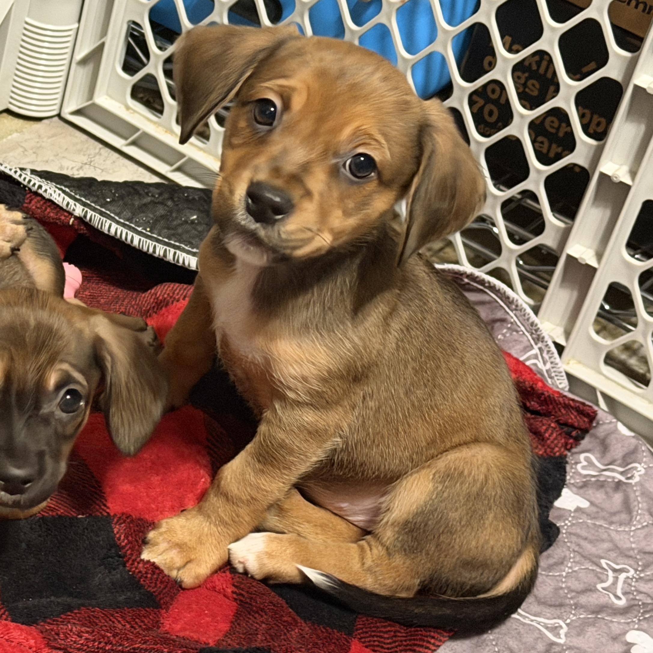 Enlarge Nori, a ADOPTABLE mixed breed in Jeffersonville, IN image 1/4