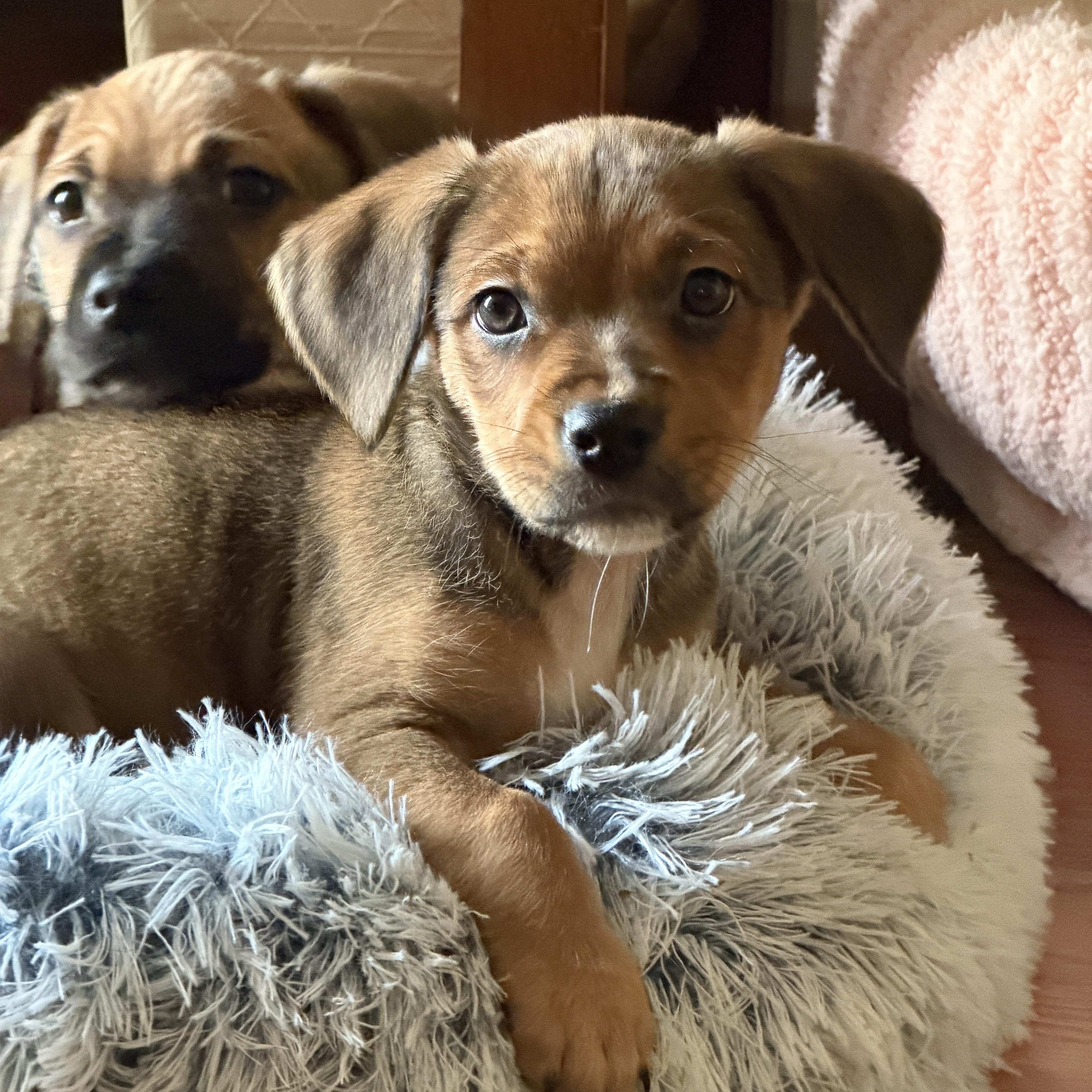 Nori, adopted, Puppy Female Beagle & Terrier.