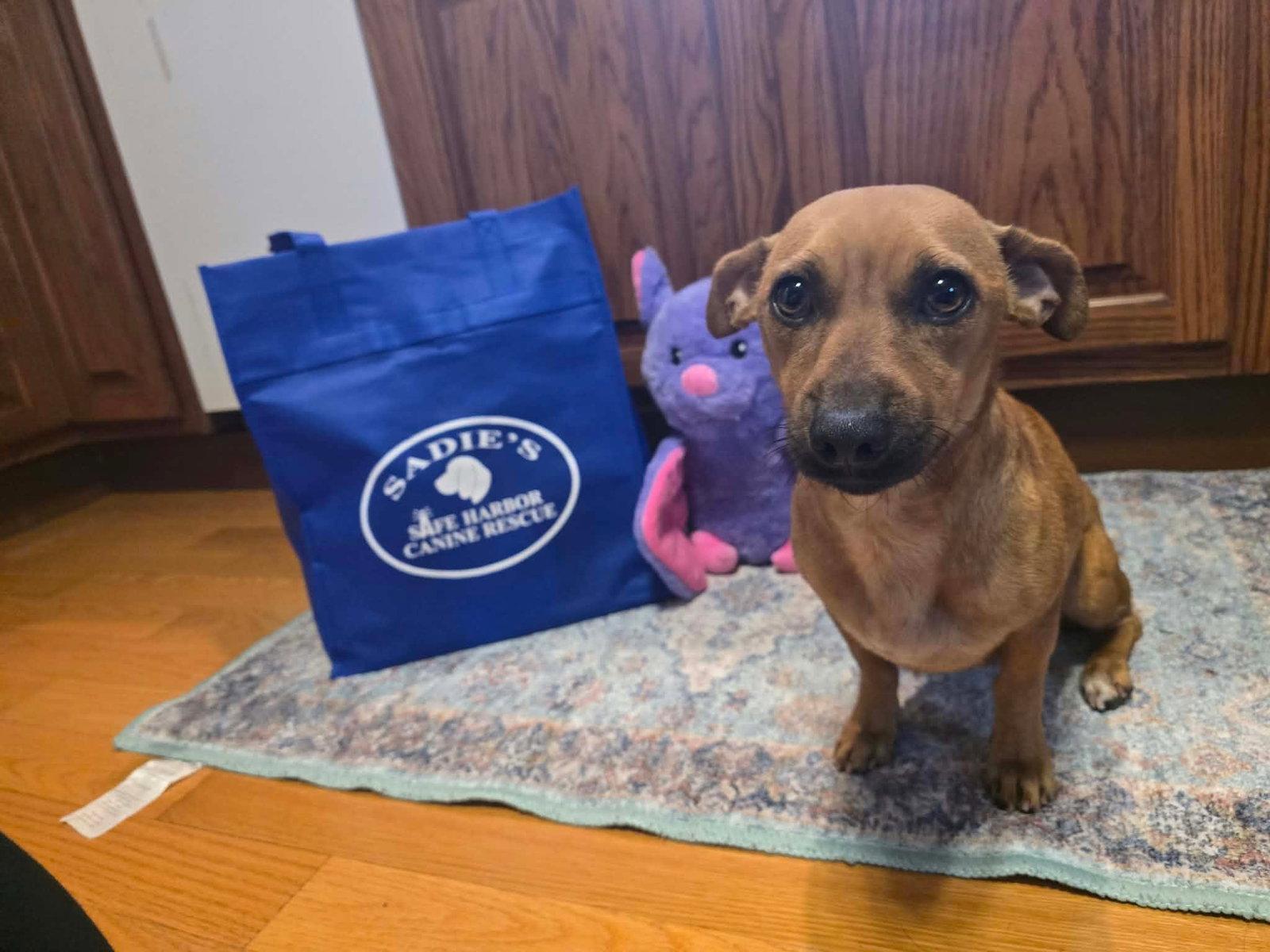 Penny, Adoptable, Adult Female Chihuahua.