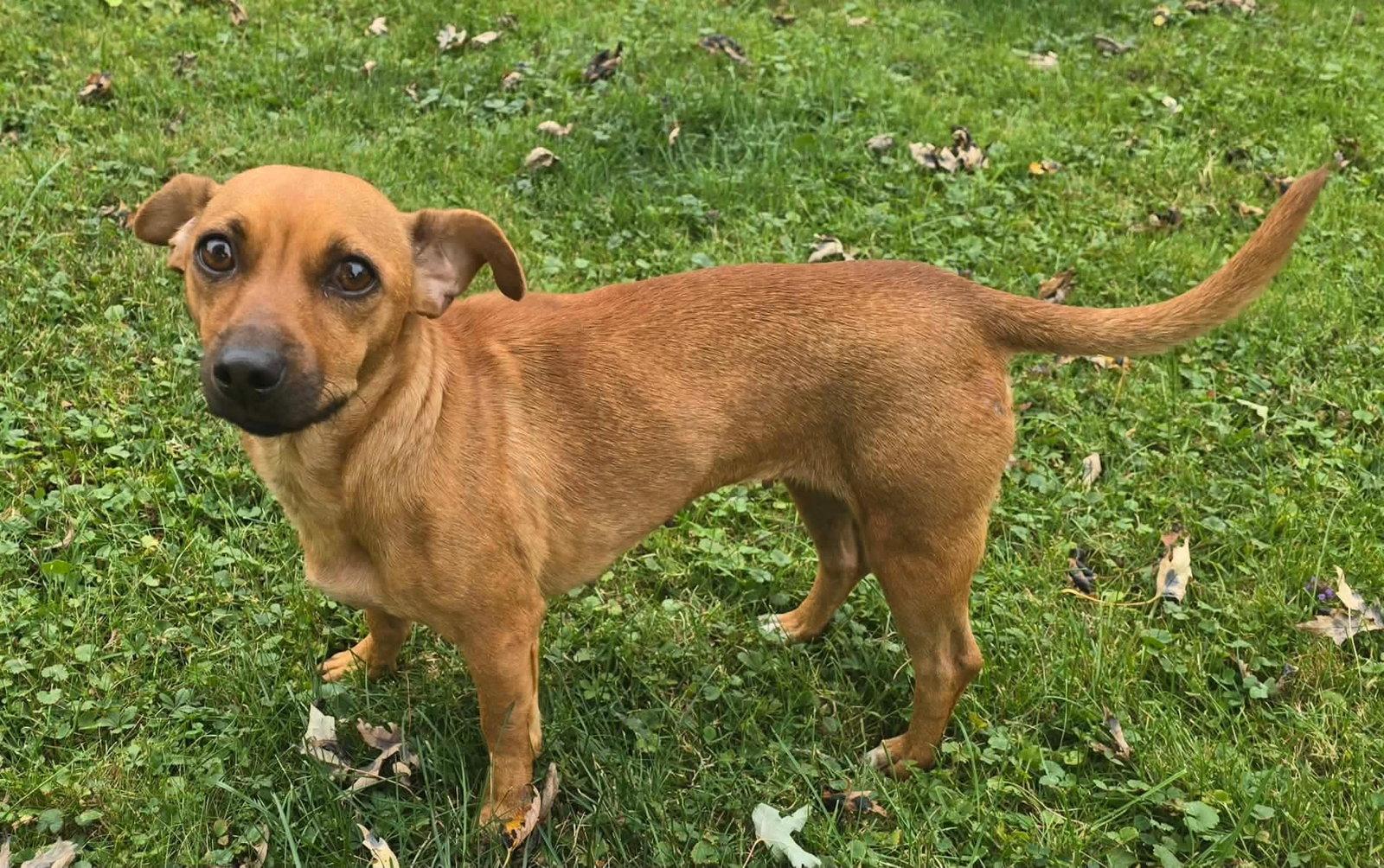 Enlarge Penny, a Adoptable Chihuahua in Springville, NY image 2/3