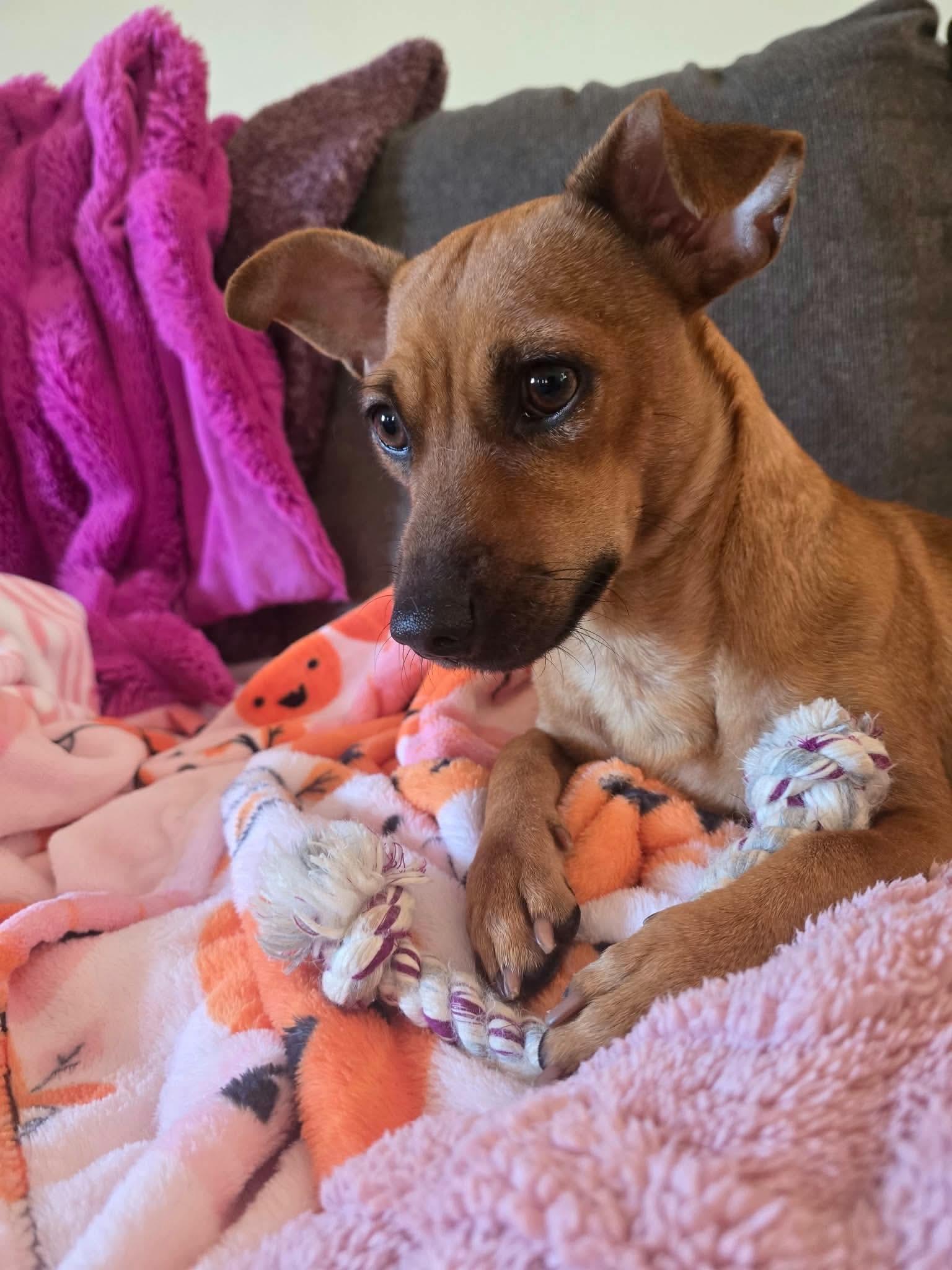 Enlarge Penny, a Adoptable Chihuahua in Springville, NY image 3/3