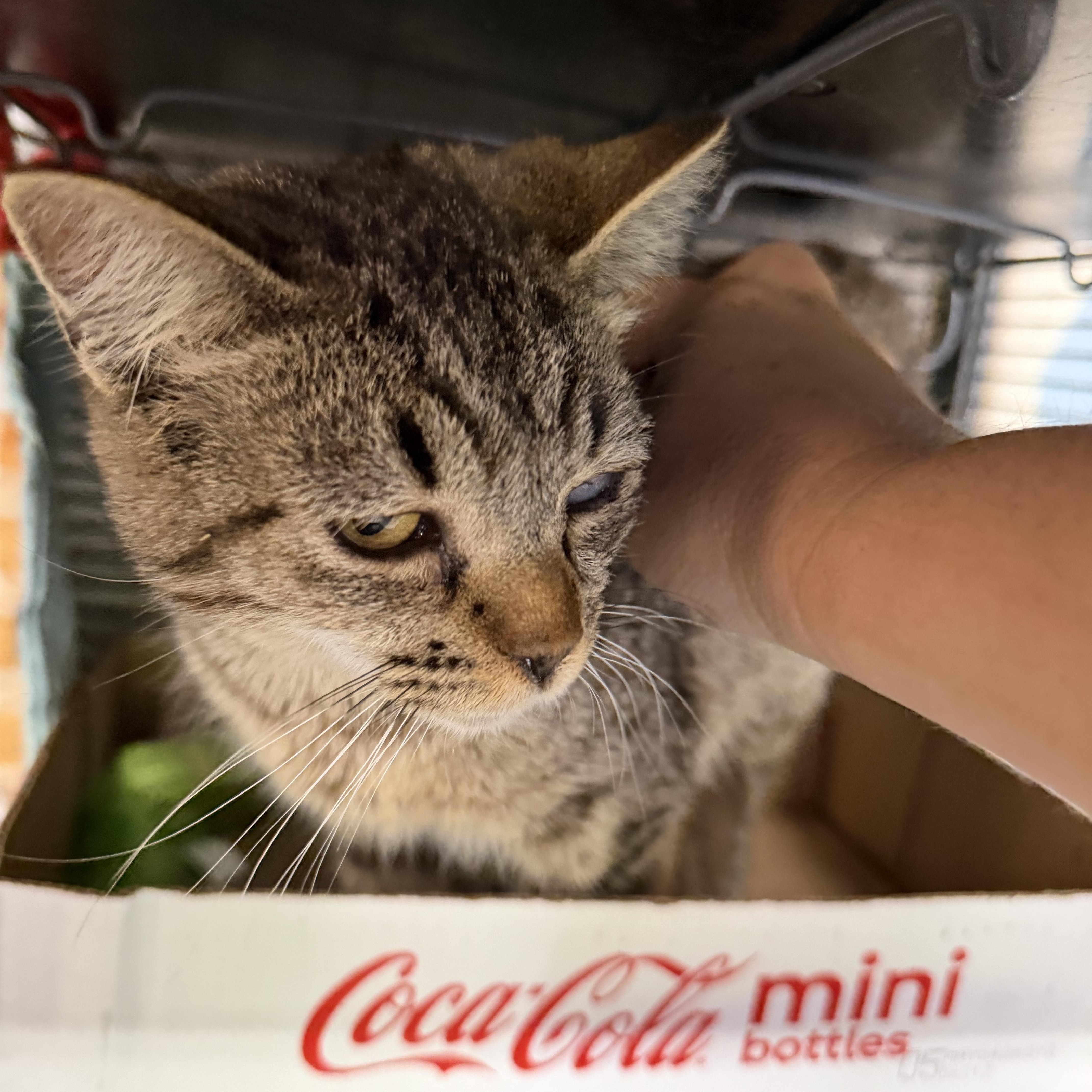 Wink, a ADOPTABLE Domestic Short Hair in Albemarle, NC image 3/4