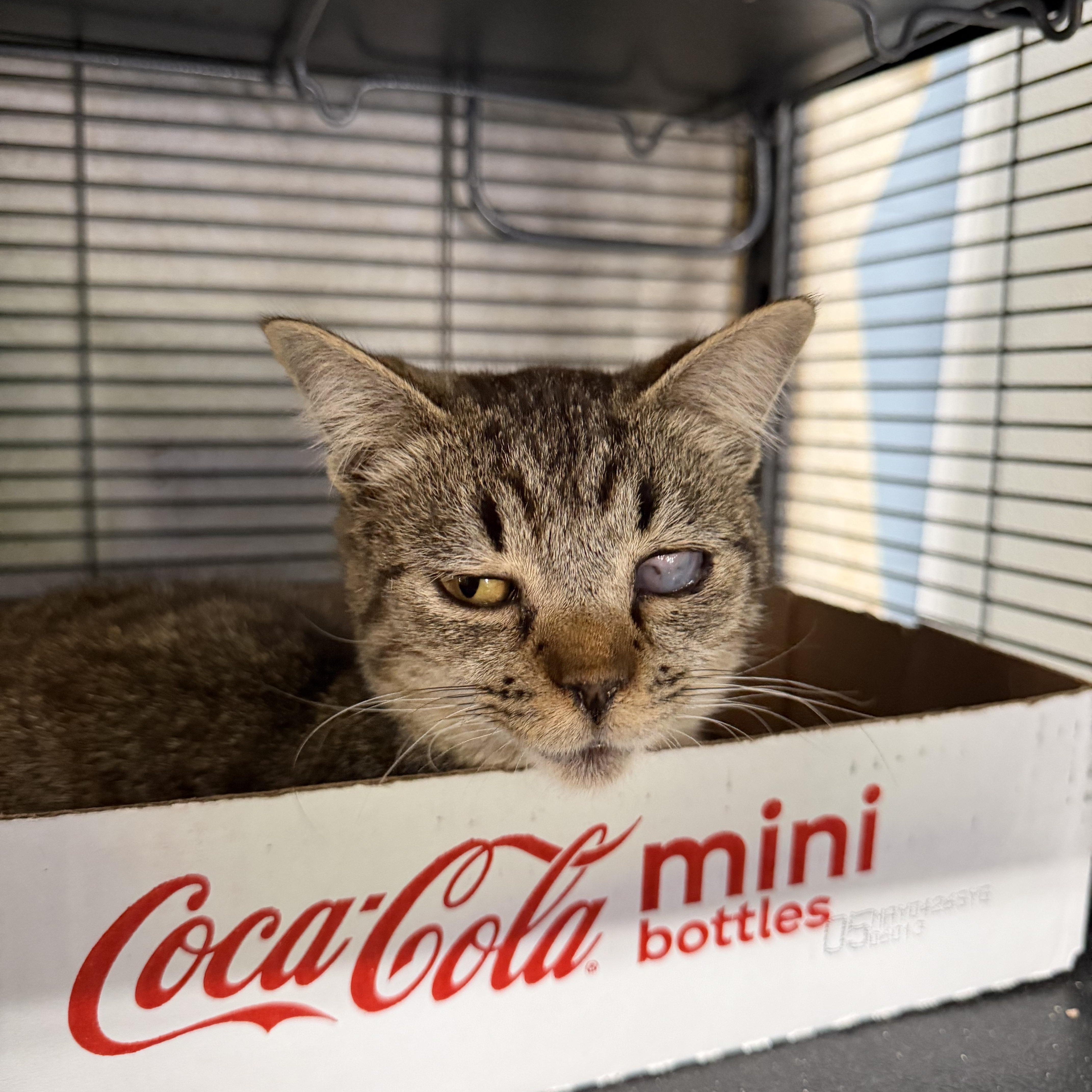 Wink, a ADOPTABLE Domestic Short Hair in Albemarle, NC image 4/4