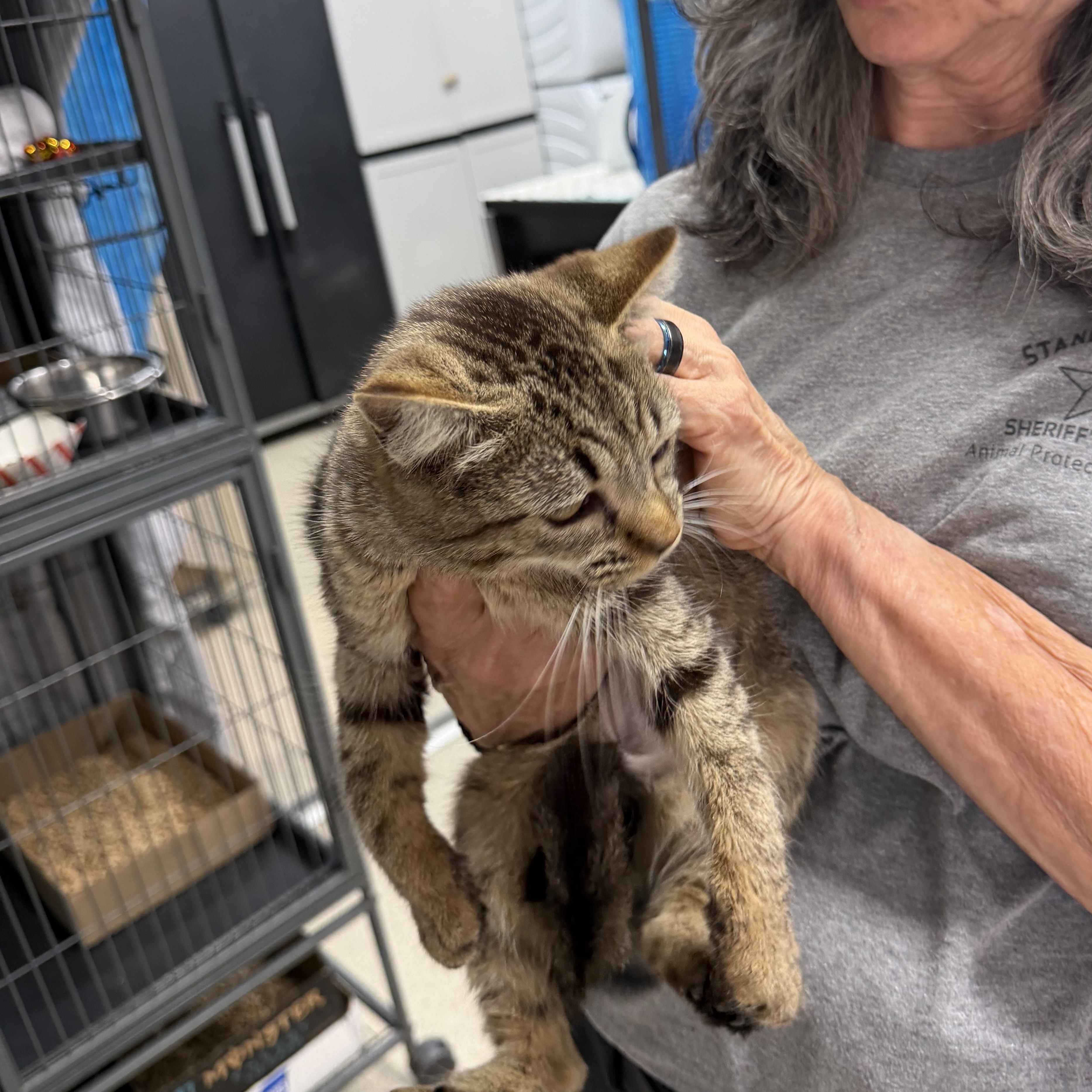 Wink, a ADOPTABLE Domestic Short Hair in Albemarle, NC image 2/4