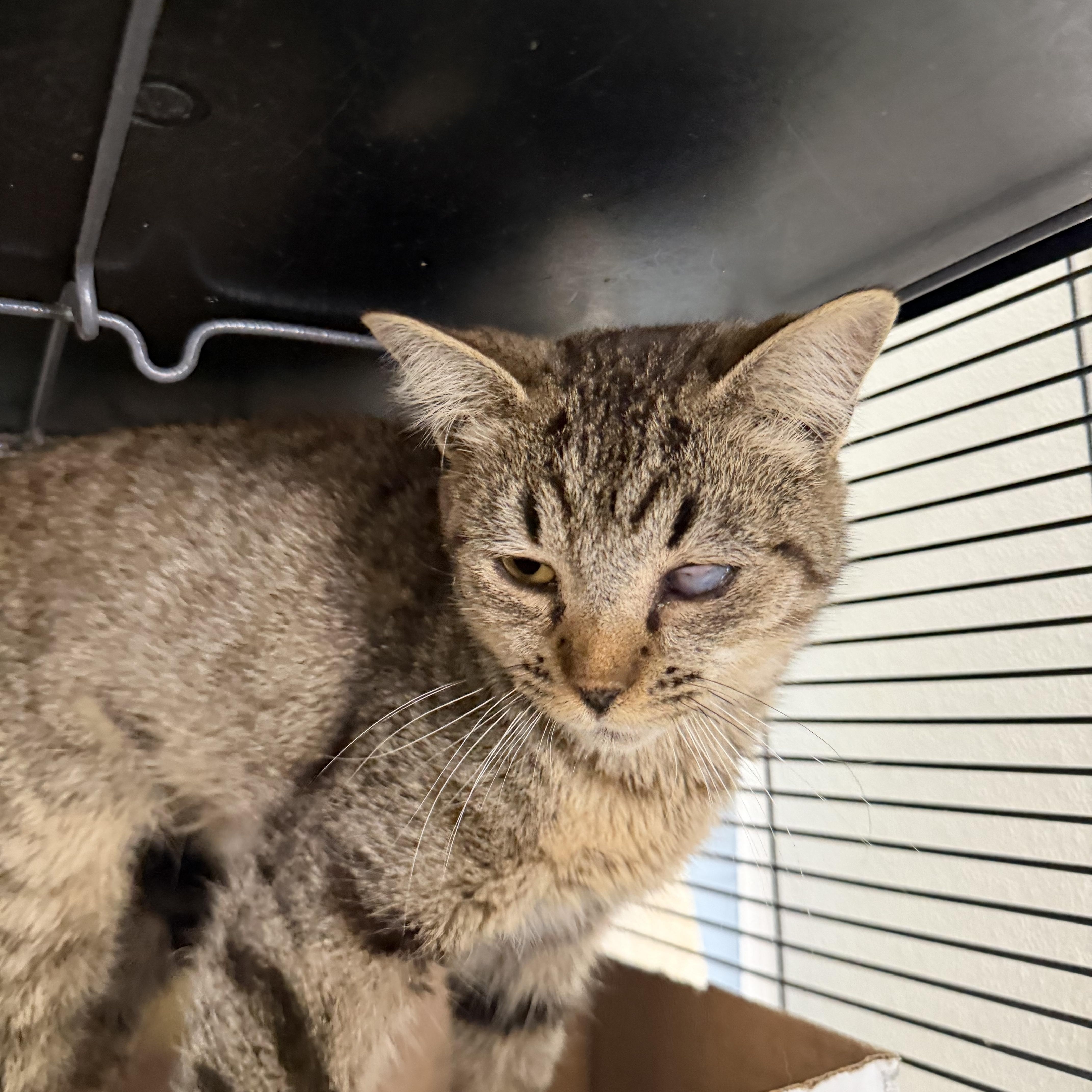 Wink, a ADOPTABLE Domestic Short Hair in Albemarle, NC image 1/4