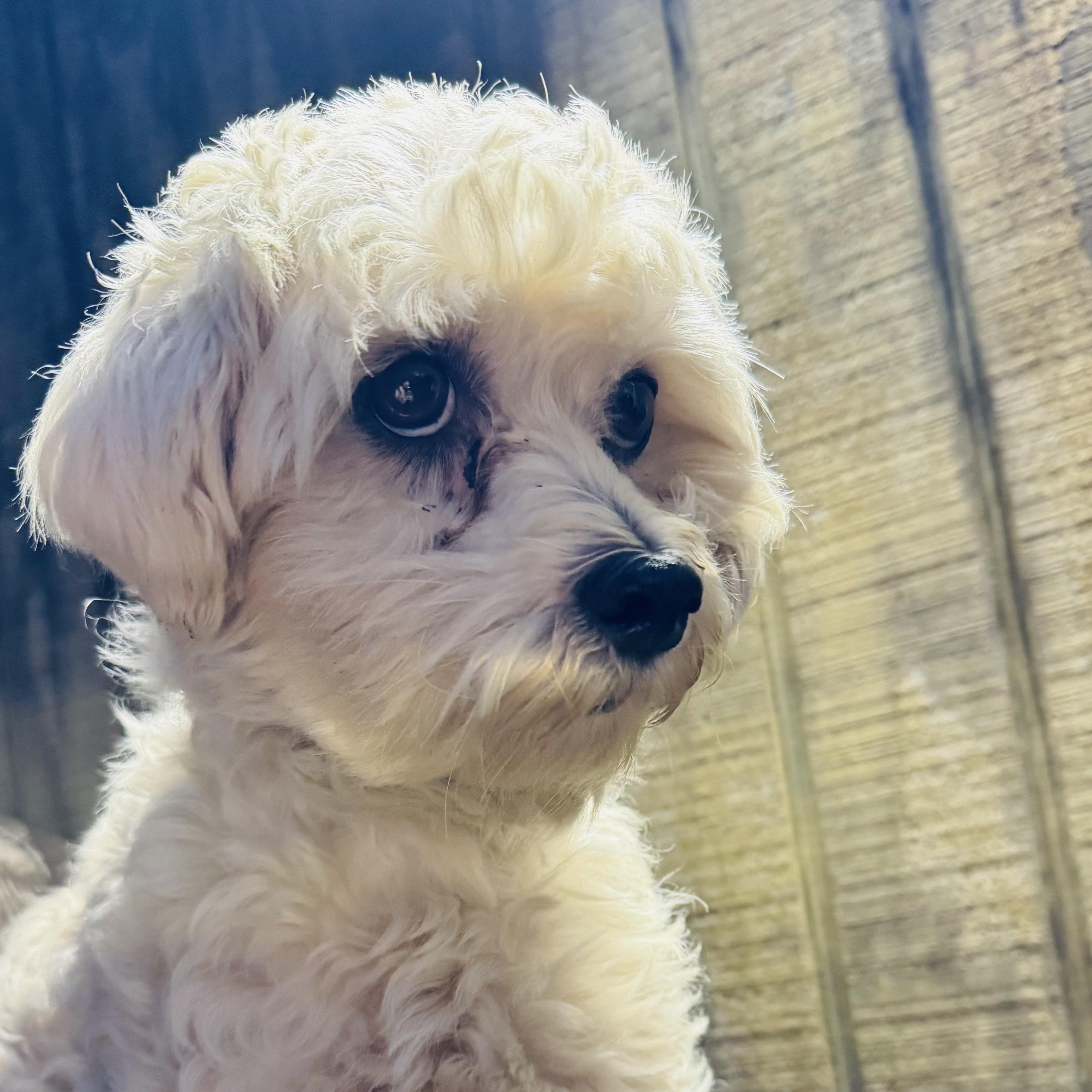 Torin, Adoptable, Adult Female Maltese.