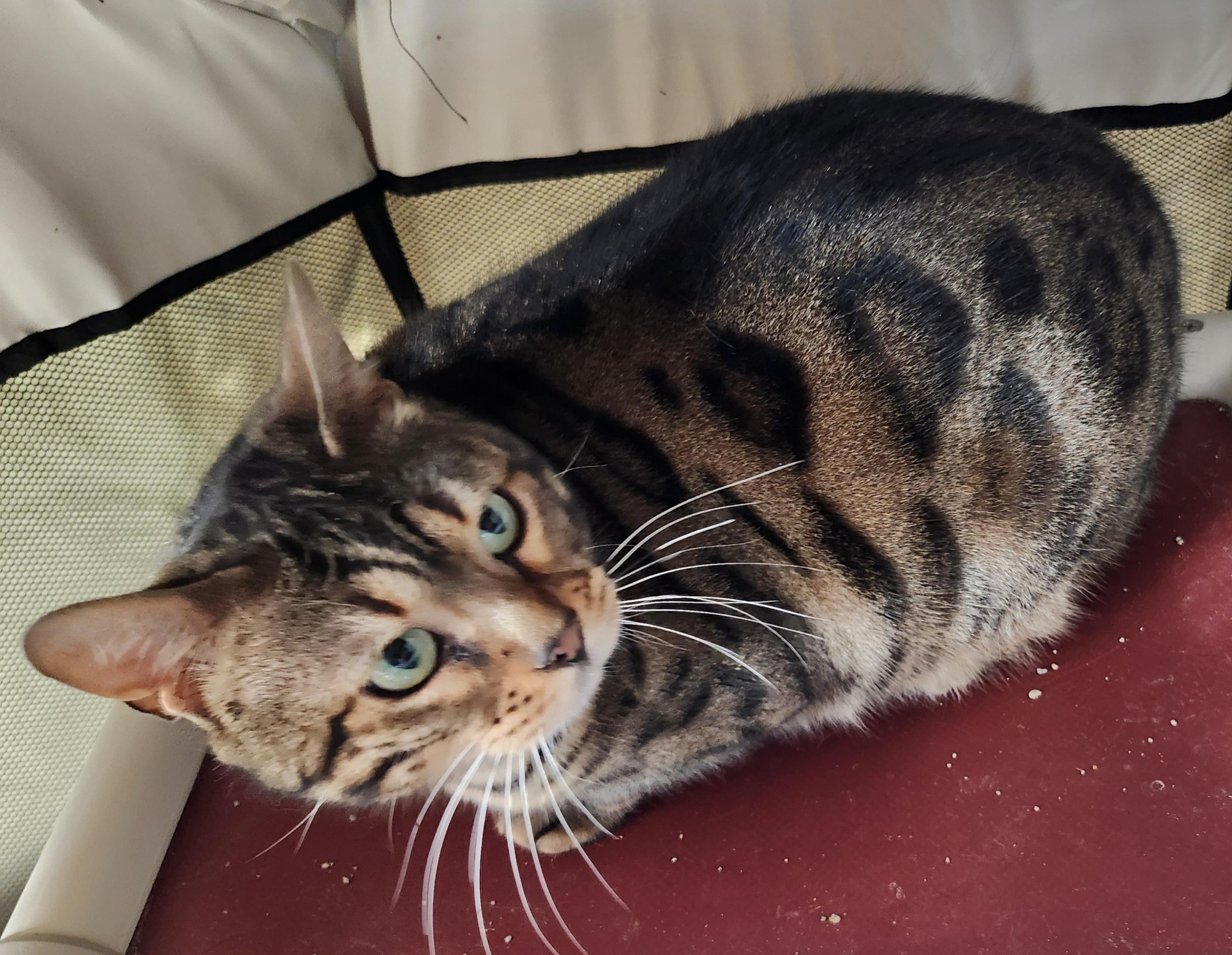 Enlarge 'TEMPIE', a ADOPTABLE mixed breed in North East, MD image 2/5