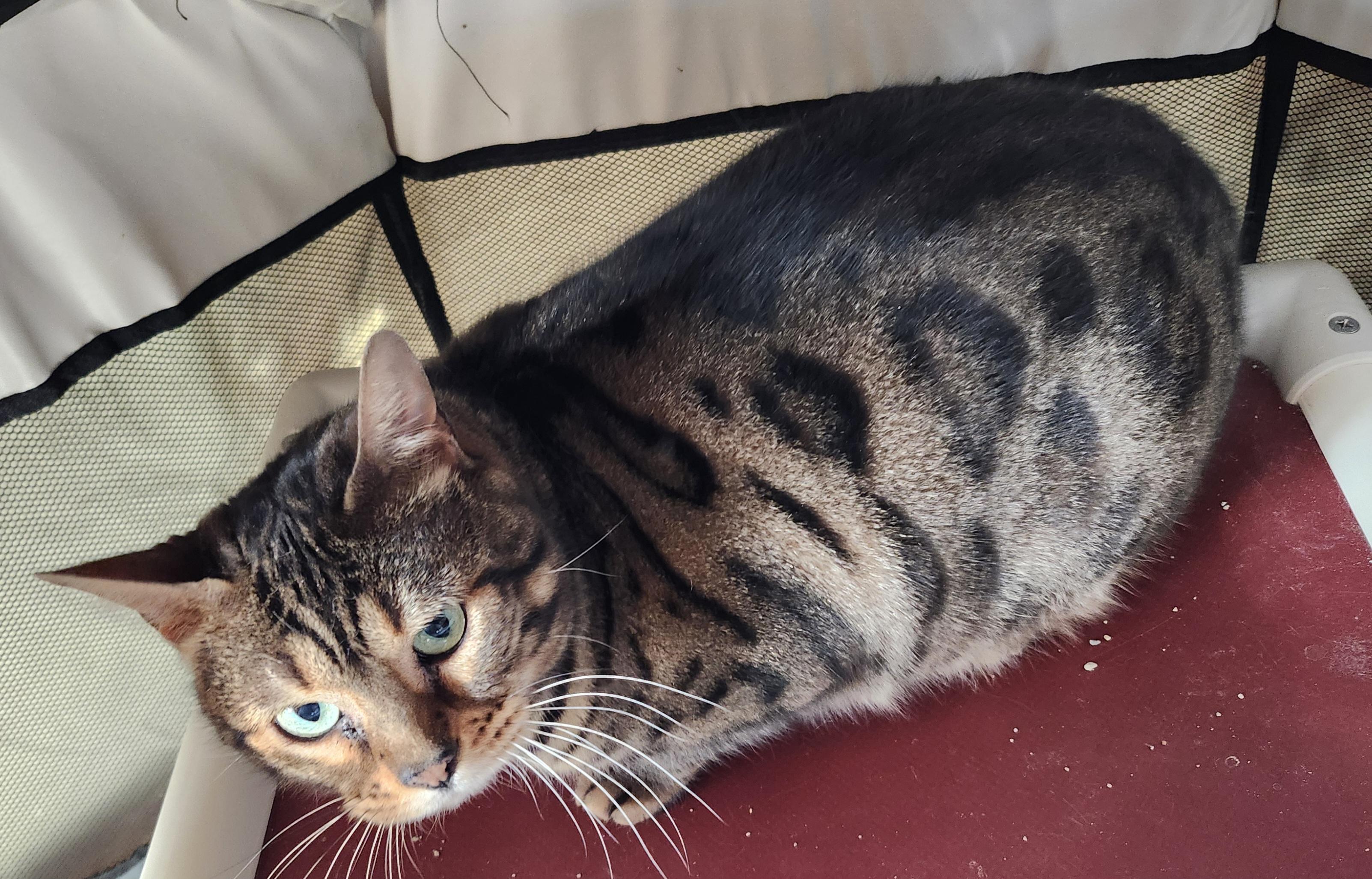 Enlarge 'TEMPIE', a ADOPTABLE mixed breed in North East, MD image 5/5