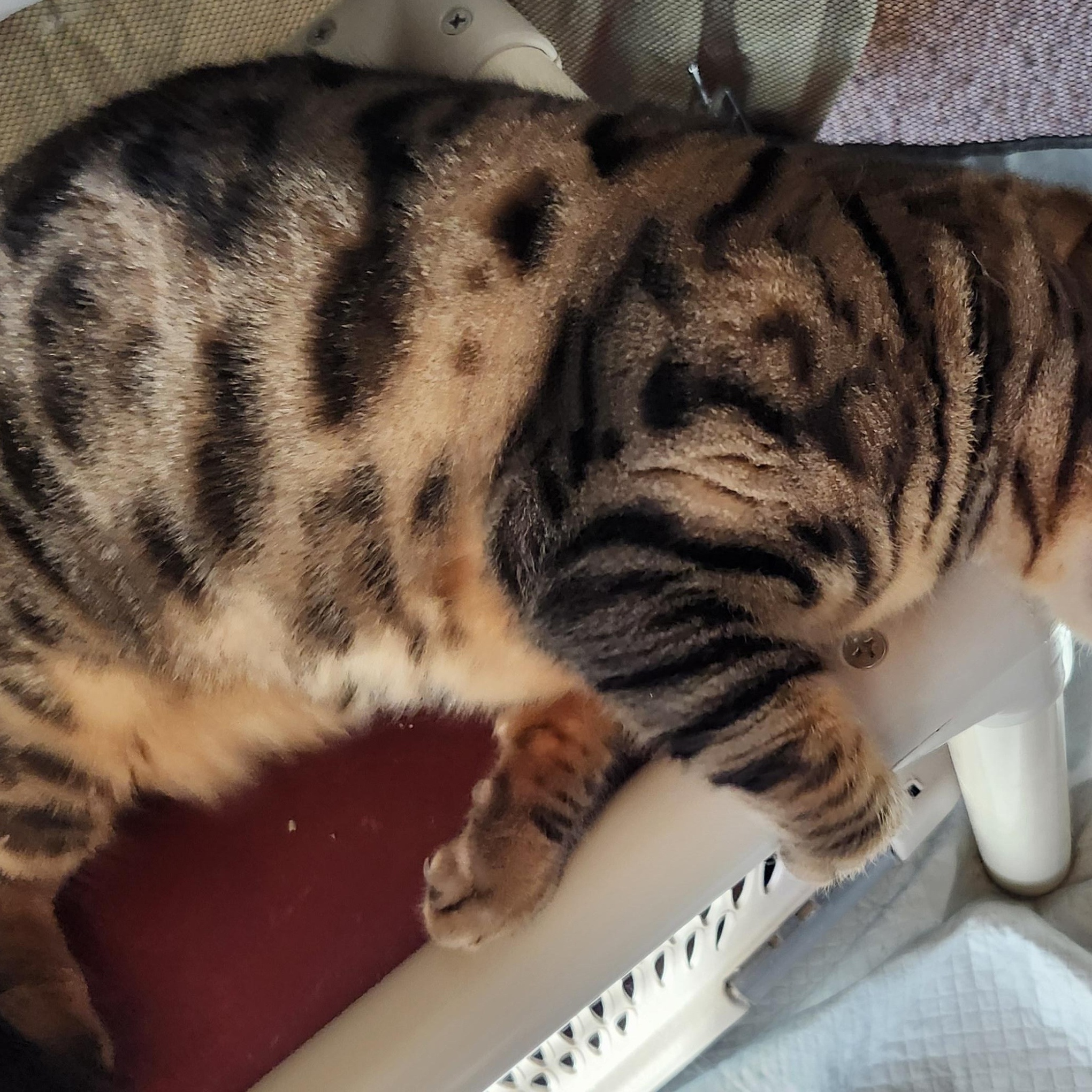 Enlarge 'TEMPIE', a ADOPTABLE mixed breed in North East, MD image 4/5