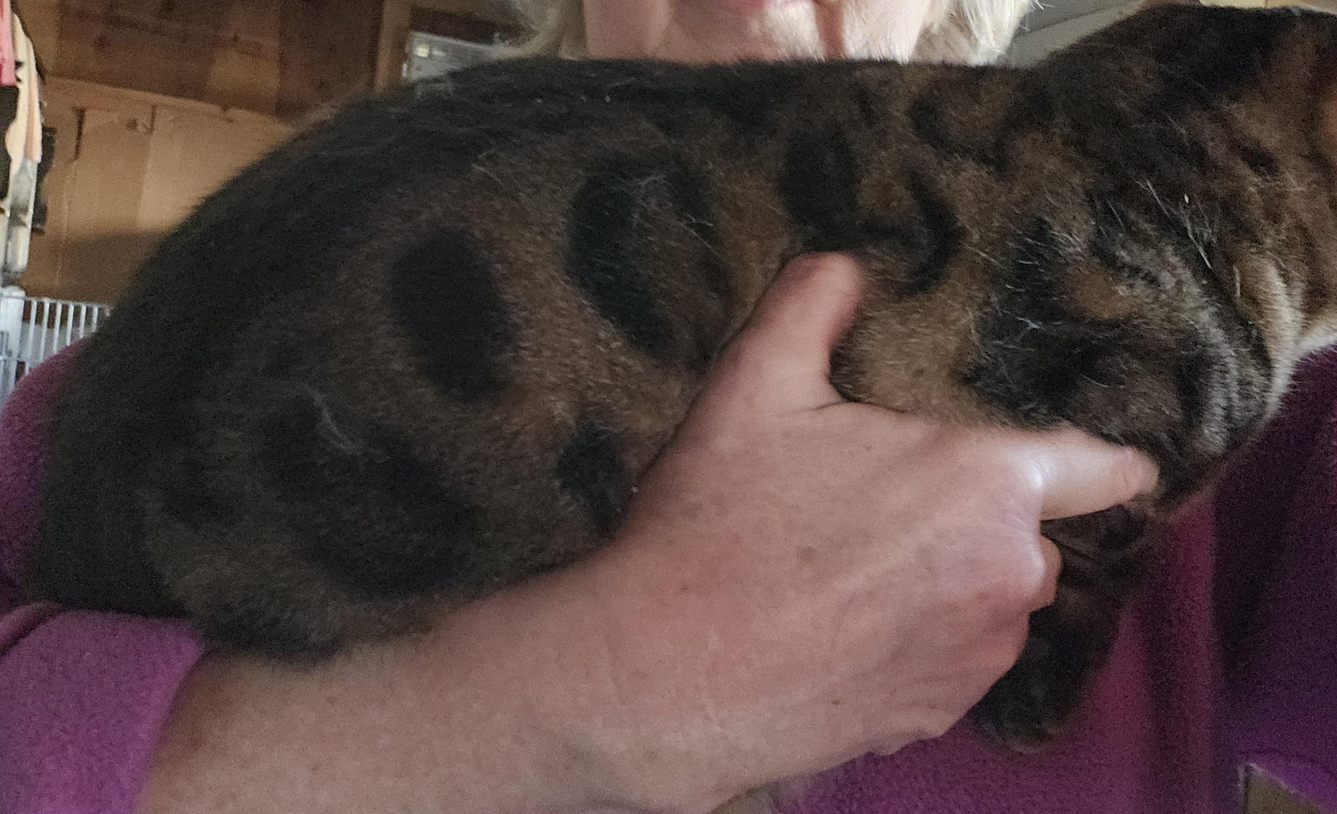 Enlarge 'TEMPIE', a ADOPTABLE mixed breed in North East, MD image 3/5