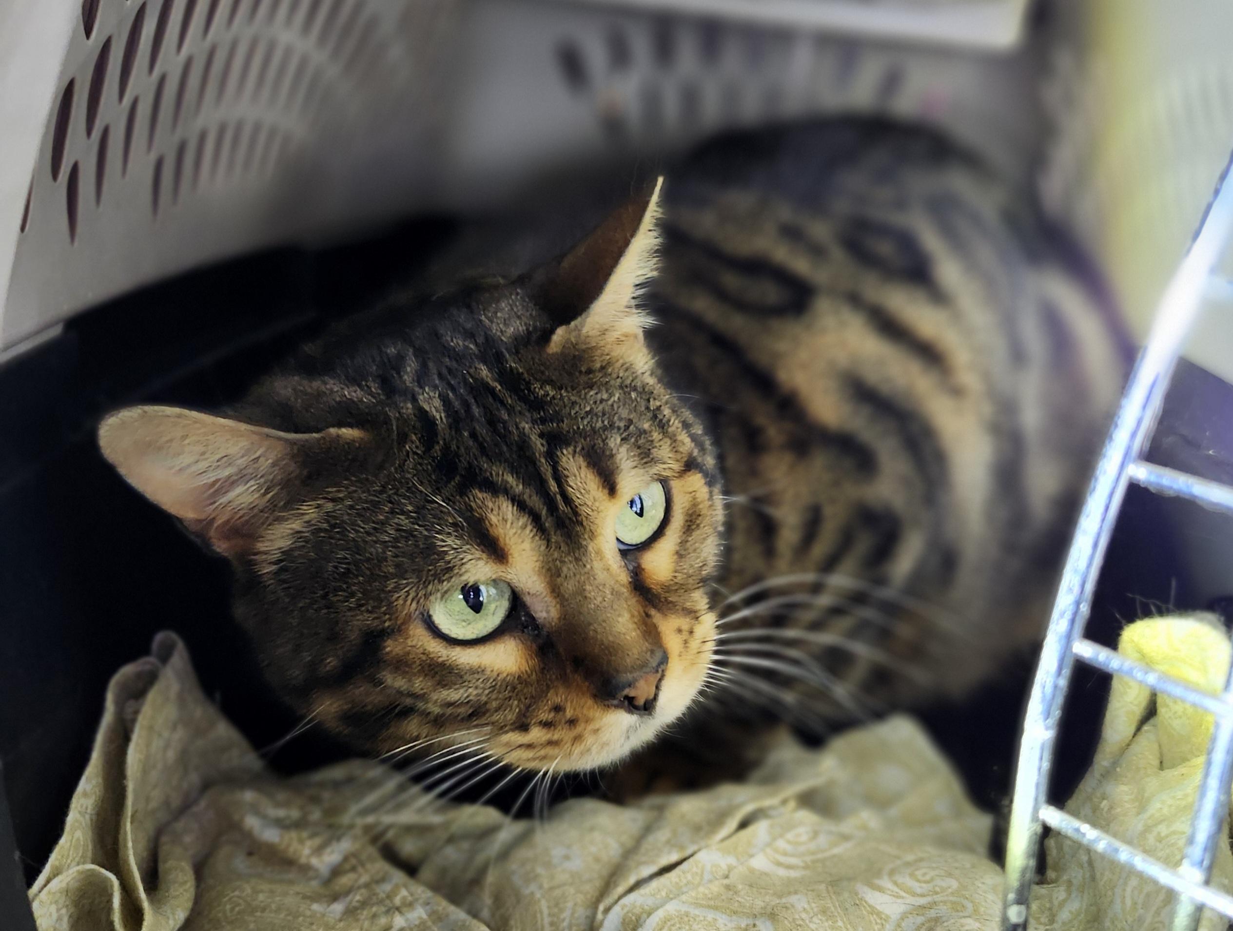 'TEMPIE', ADOPTABLE, Adult Female Bengal.