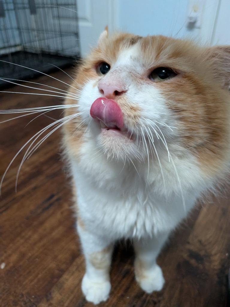 Arlo, Adoptable, Adult Male Domestic Long Hair.