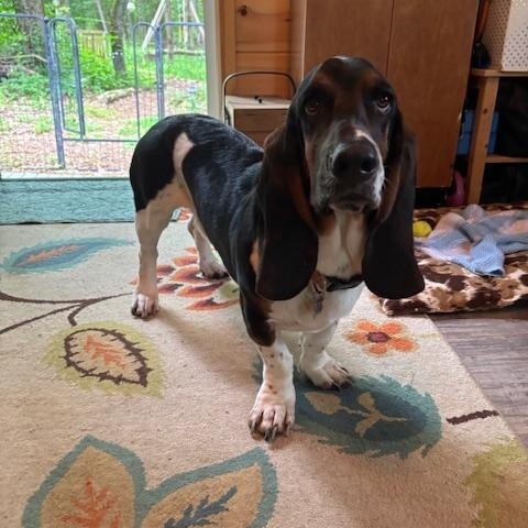 Jake, a ADOPTABLE Basset Hound in Auburndale, FL image 1/3