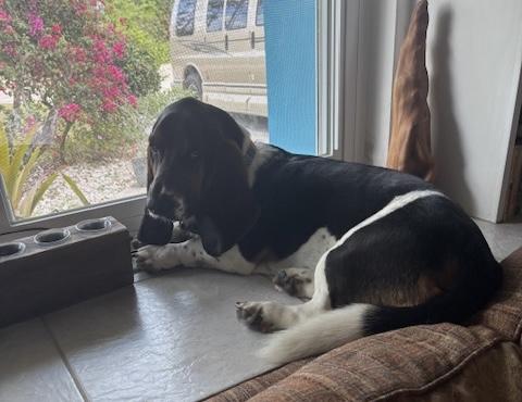 Jake, a ADOPTABLE Basset Hound in Auburndale, FL image 2/3