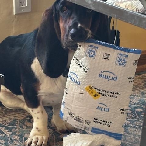 Jake, a ADOPTABLE Basset Hound in Auburndale, FL image 3/3