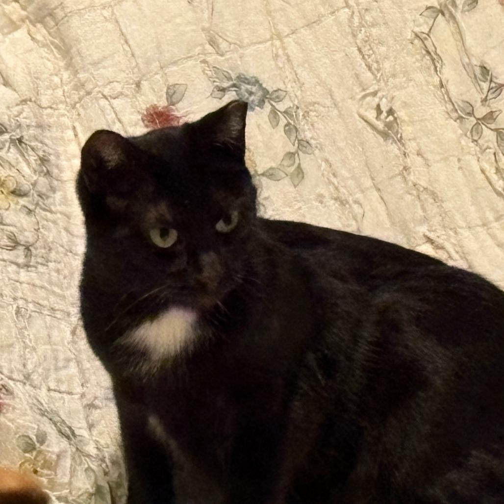 Dahlia, Adoptable, Adult Female Domestic Short Hair.