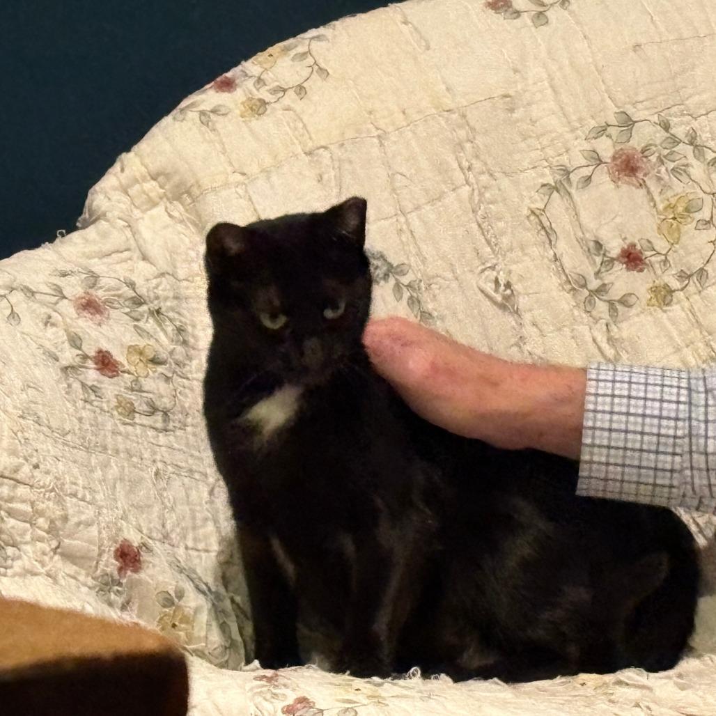 Enlarge Dahlia, a Adoptable Domestic Short Hair in Shelbyville, IN image 3/5