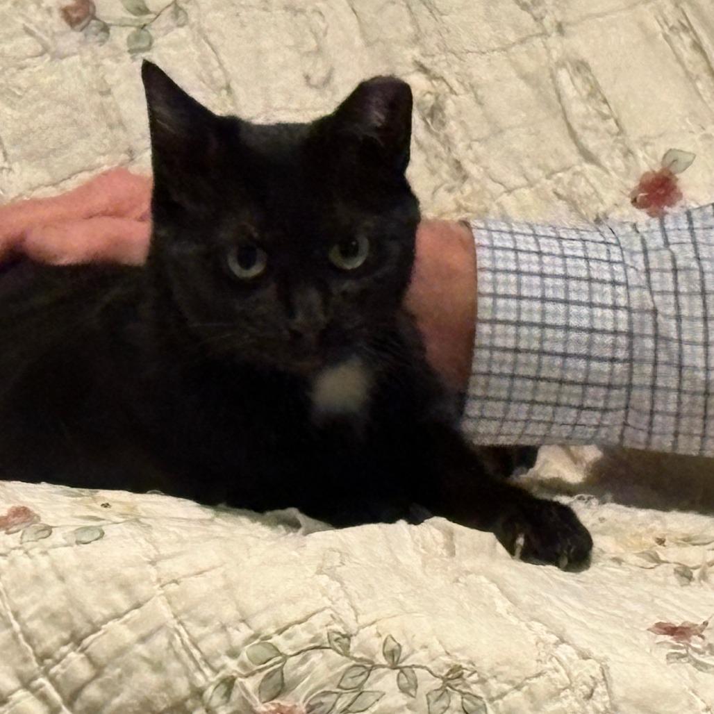 Enlarge Dahlia, a Adoptable Domestic Short Hair in Shelbyville, IN image 4/5