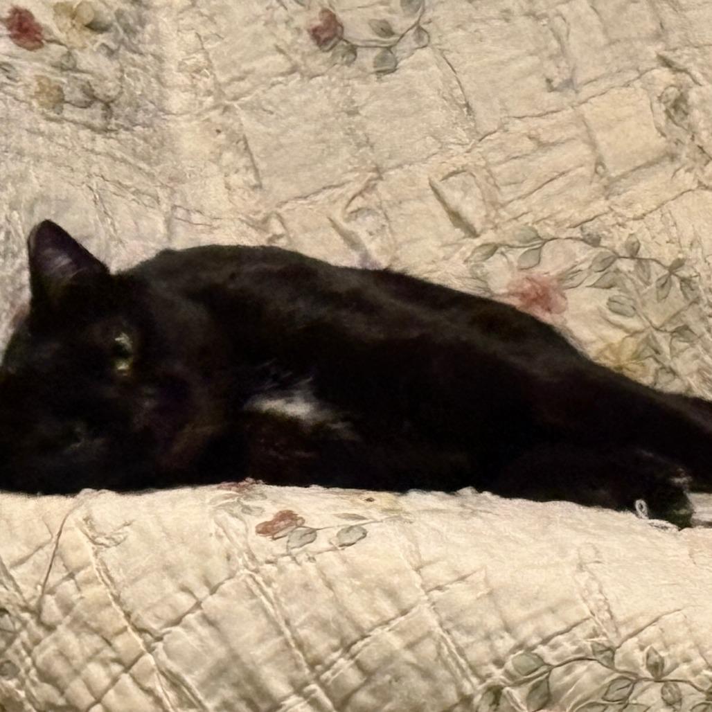 Enlarge Dahlia, a Adoptable Domestic Short Hair in Shelbyville, IN image 5/5