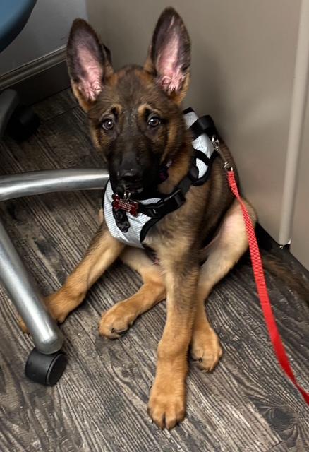 Bucky Barnes, Adopted, Puppy Male Belgian Shepherd / Malinois.