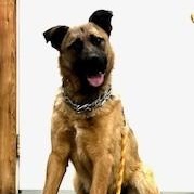 Diego, a Adoptable mixed breed image 1/4