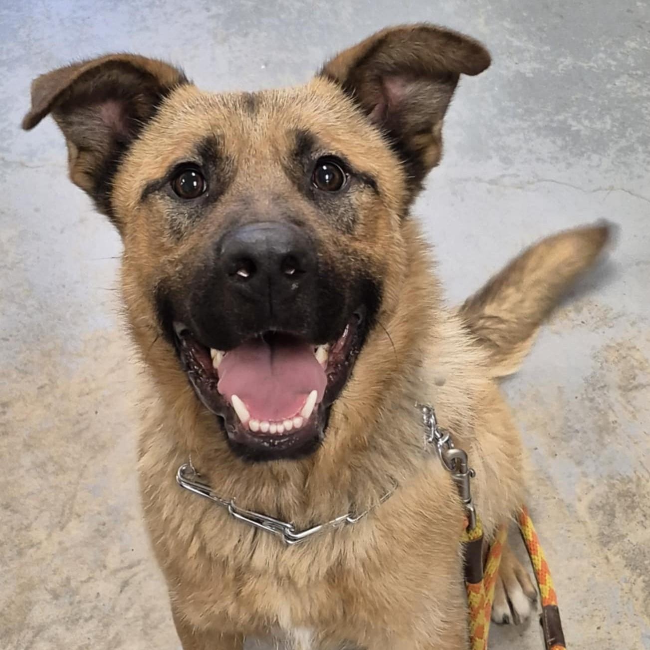 Diego, a Adoptable mixed breed image 3/4