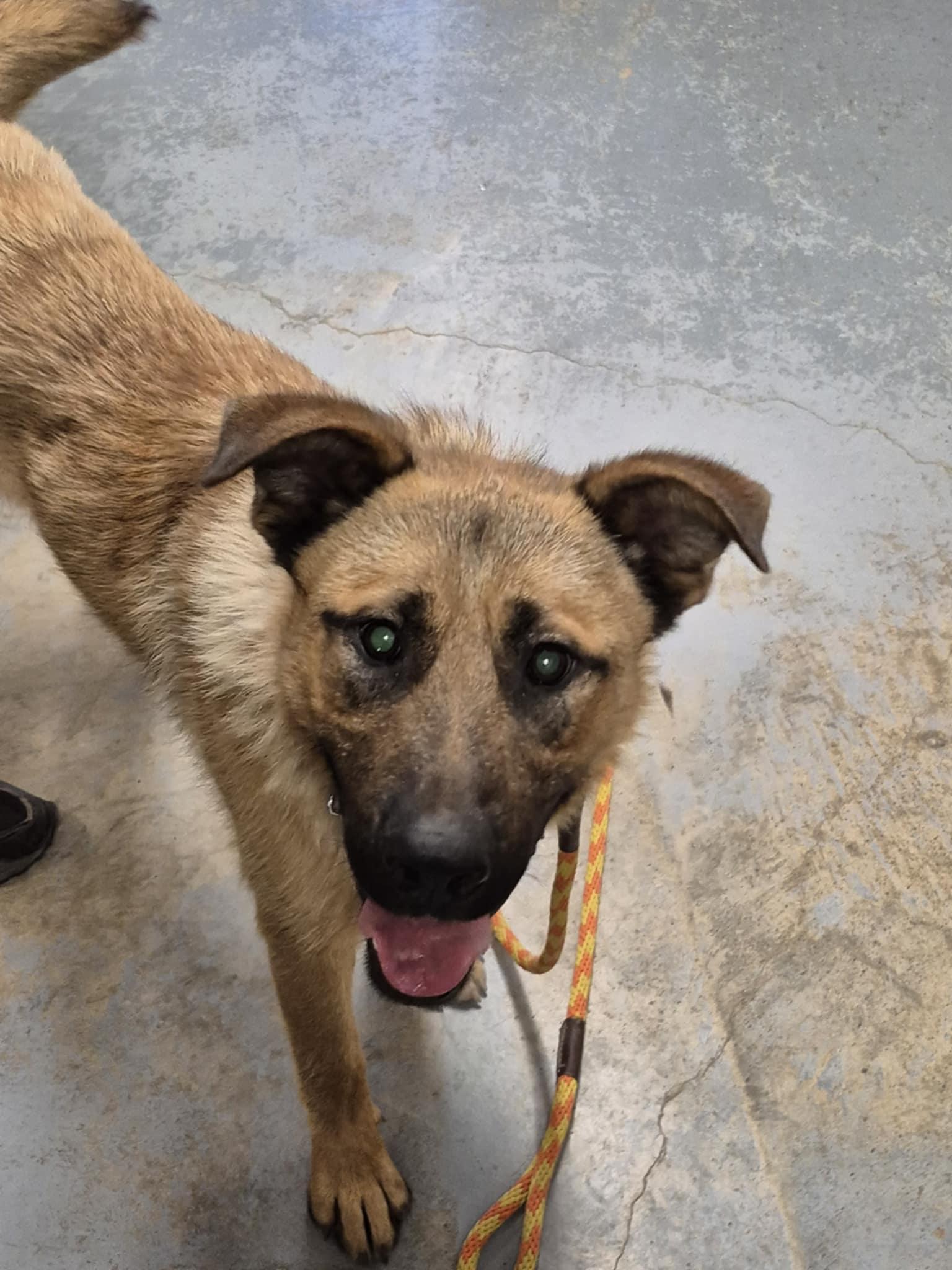 Enlarge Diego, a Adoptable mixed breed in Libby, MT image 6/6