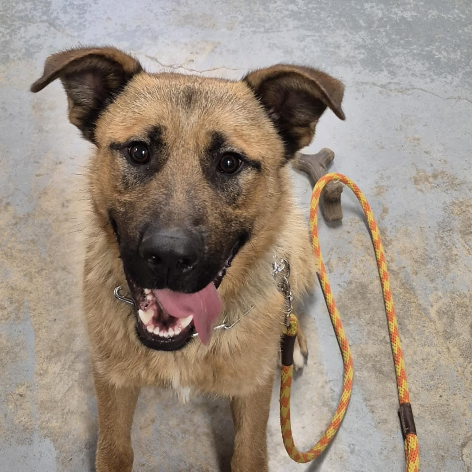 Diego, a Adoptable mixed breed image 4/4