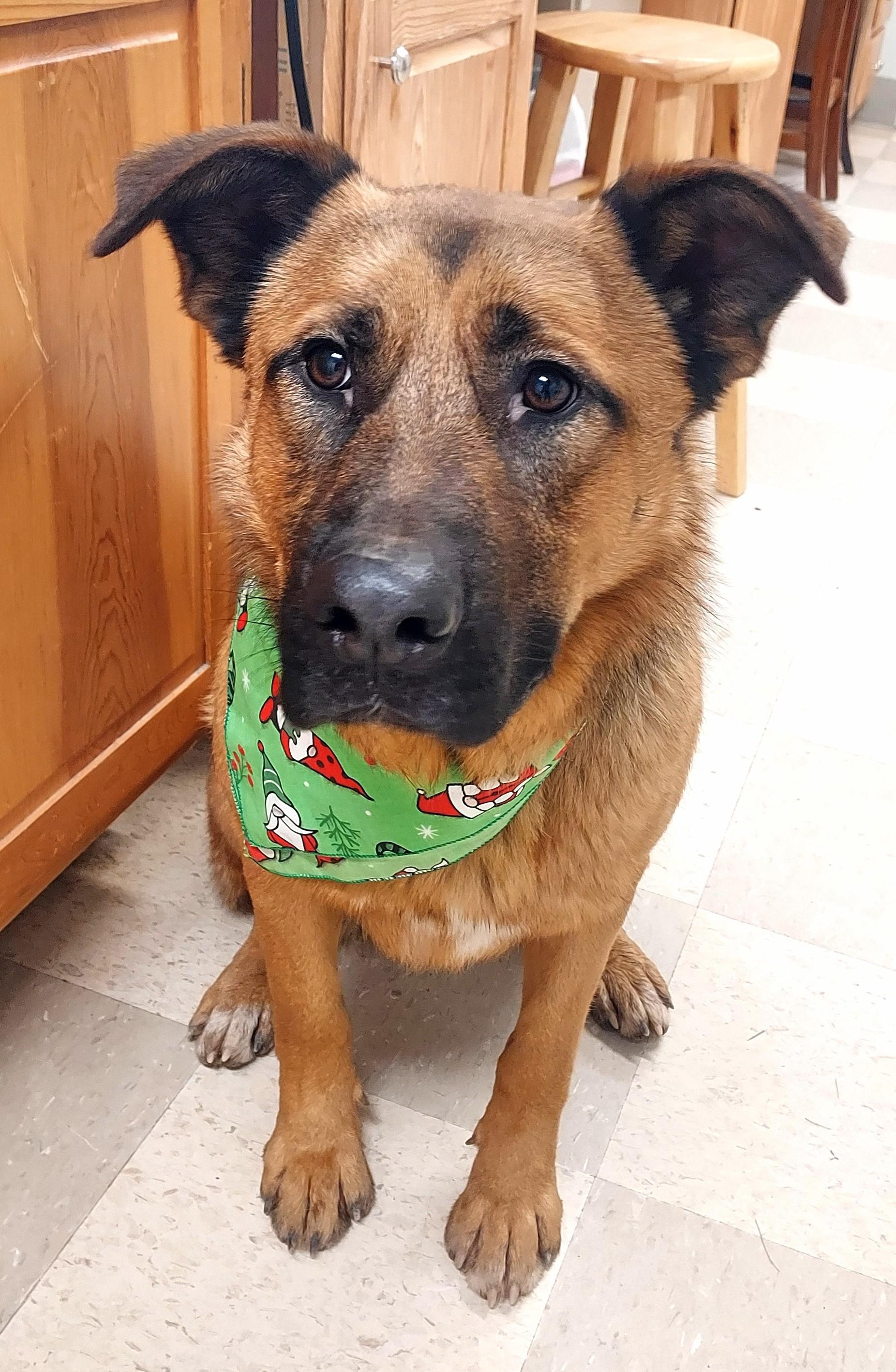 Diego, Adoptable, Young Male German Shepherd Dog & Chow Chow.