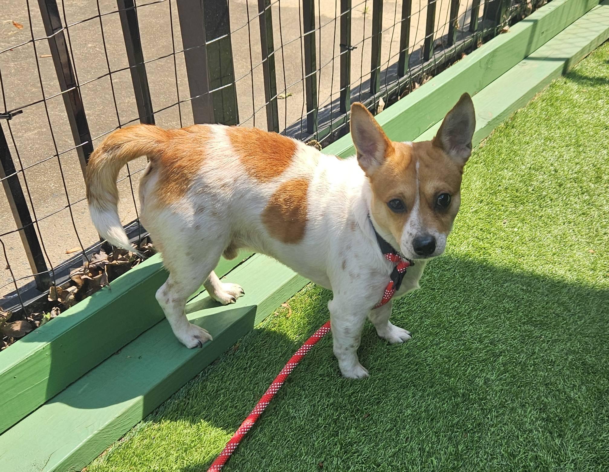 Webster, ADOPTABLE, Adult Male Jack Russell Terrier & Corgi.