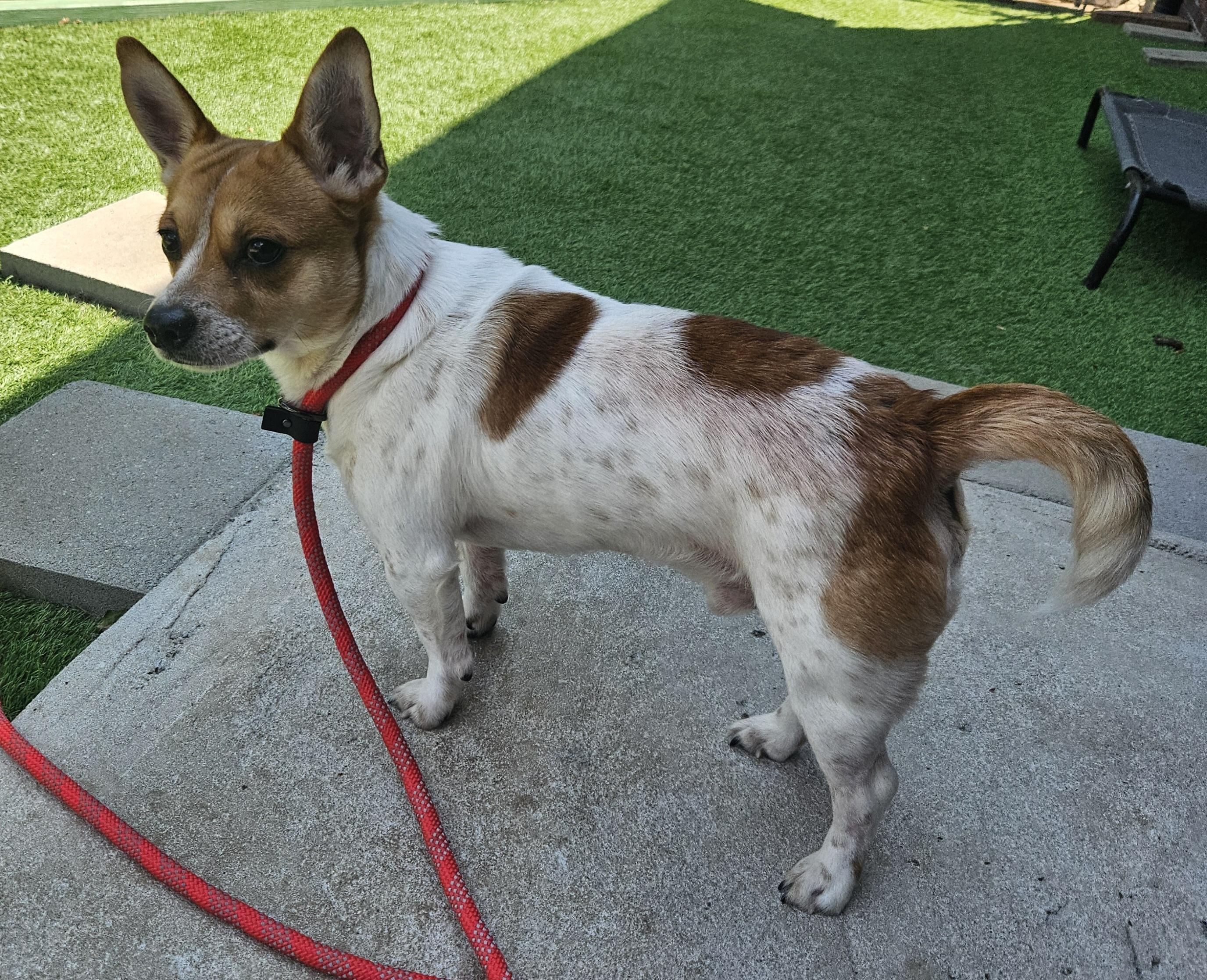 Webster, a ADOPTABLE mixed breed in Mount Pleasant, NC image 2/2