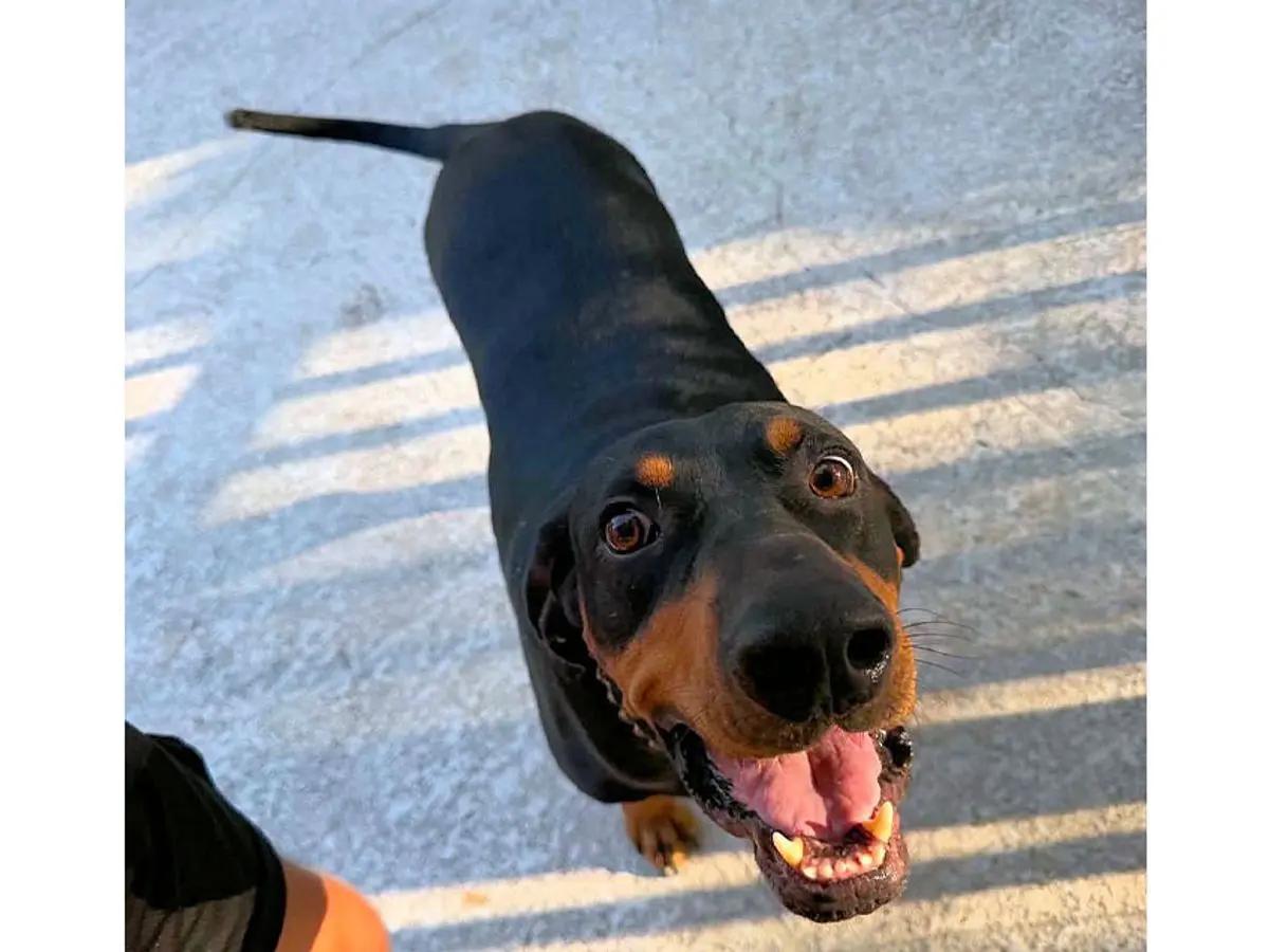 Please Help Ozzy (FL), adopted, Young Male Black and Tan Coonhound.