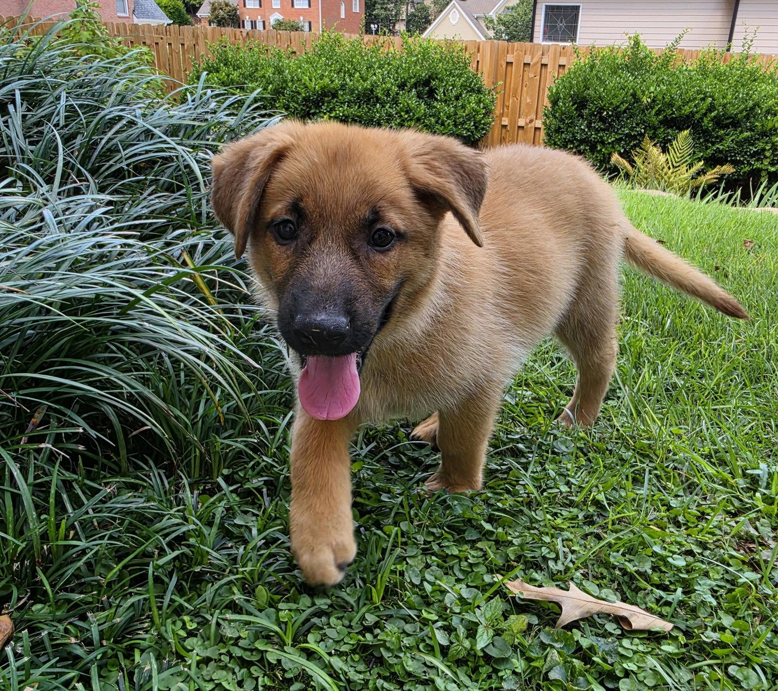 Enlarge Anthem, a Adoptable mixed breed in Alpharetta, GA image 1/3
