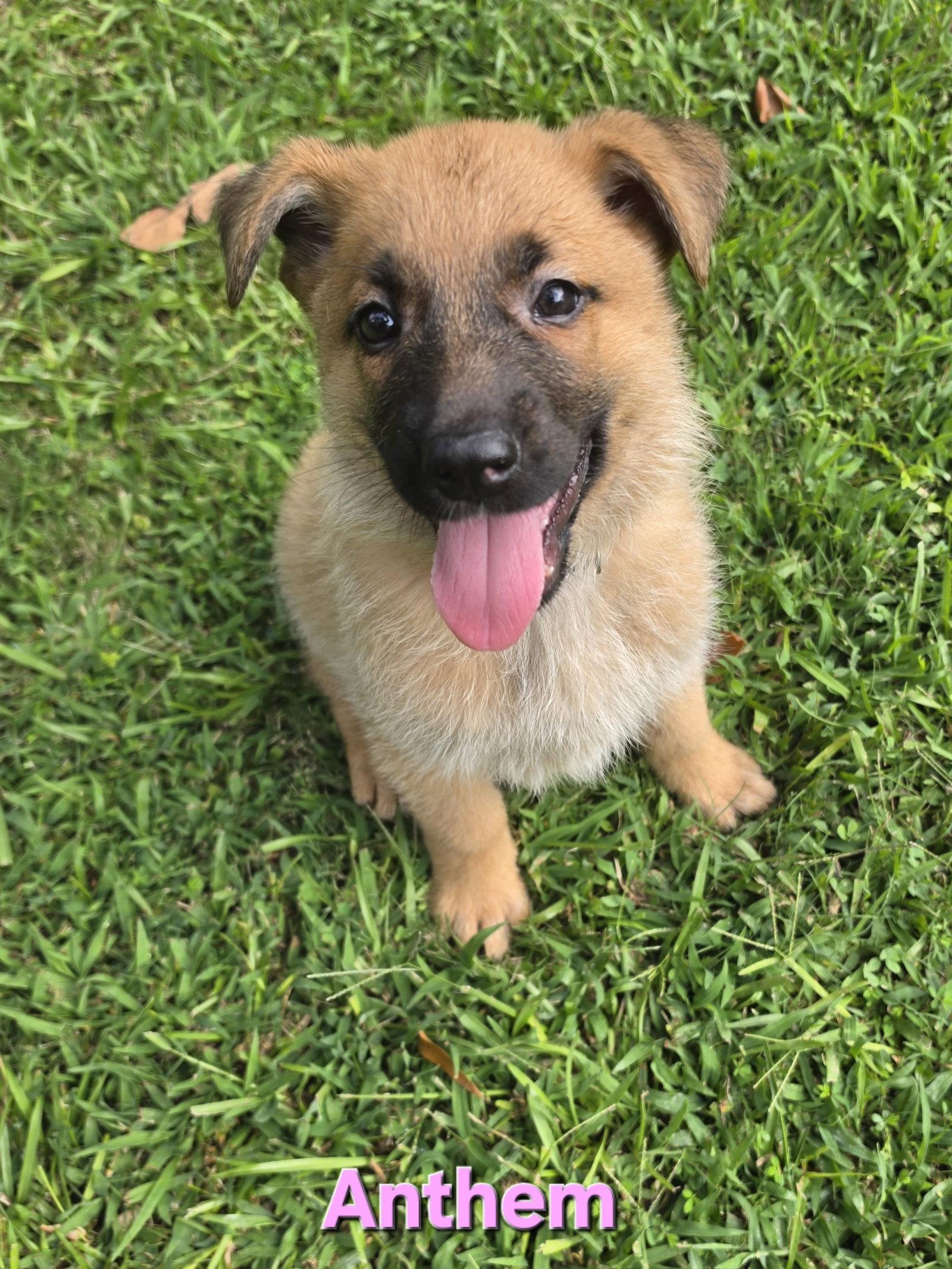 Enlarge Anthem, a Adoptable mixed breed in Alpharetta, GA image 2/3