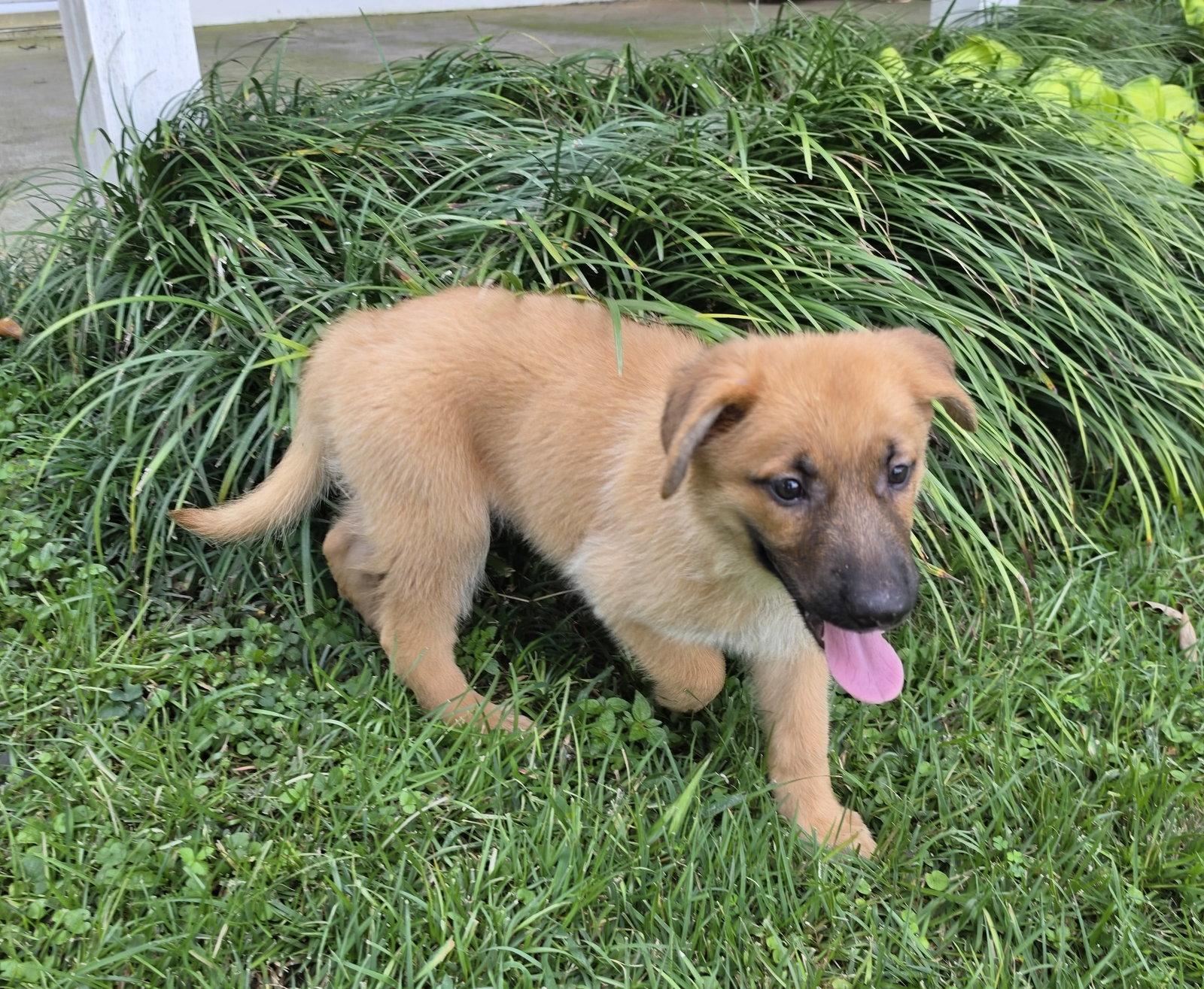 Enlarge Anthem, a Adoptable mixed breed in Alpharetta, GA image 3/3