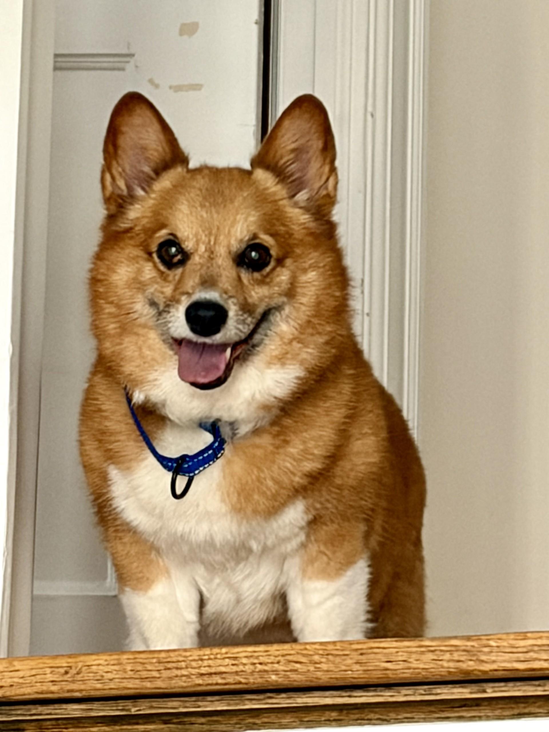 Enlarge Ruby-I26005, a ADOPTABLE Pembroke Welsh Corgi in Anoka, MN image 3/3