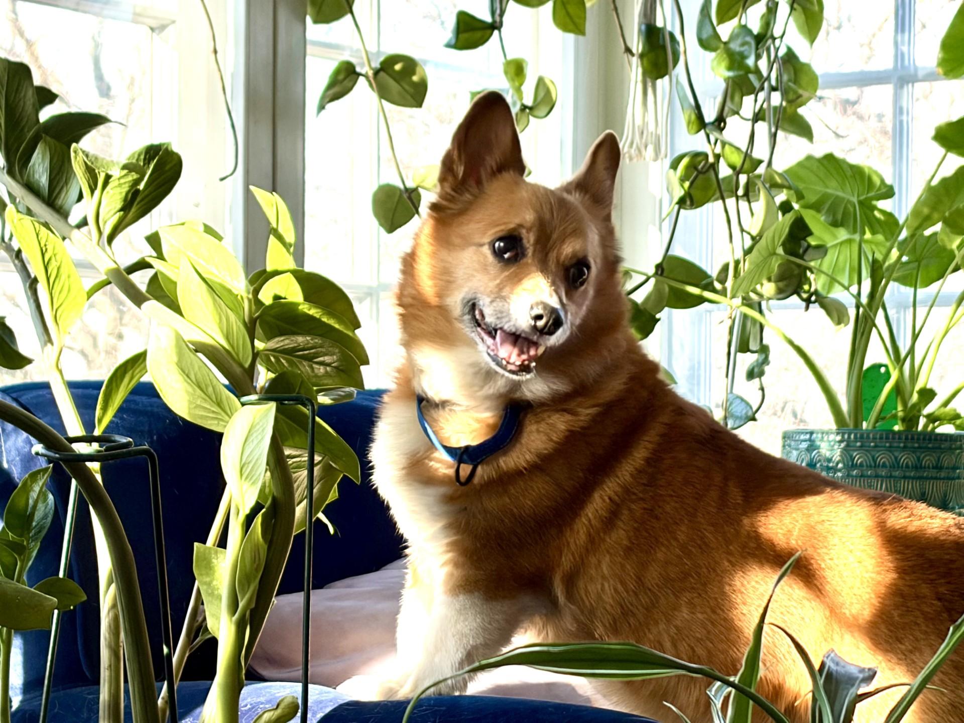 Enlarge Ruby-I26005, a ADOPTABLE Pembroke Welsh Corgi in Anoka, MN image 1/3