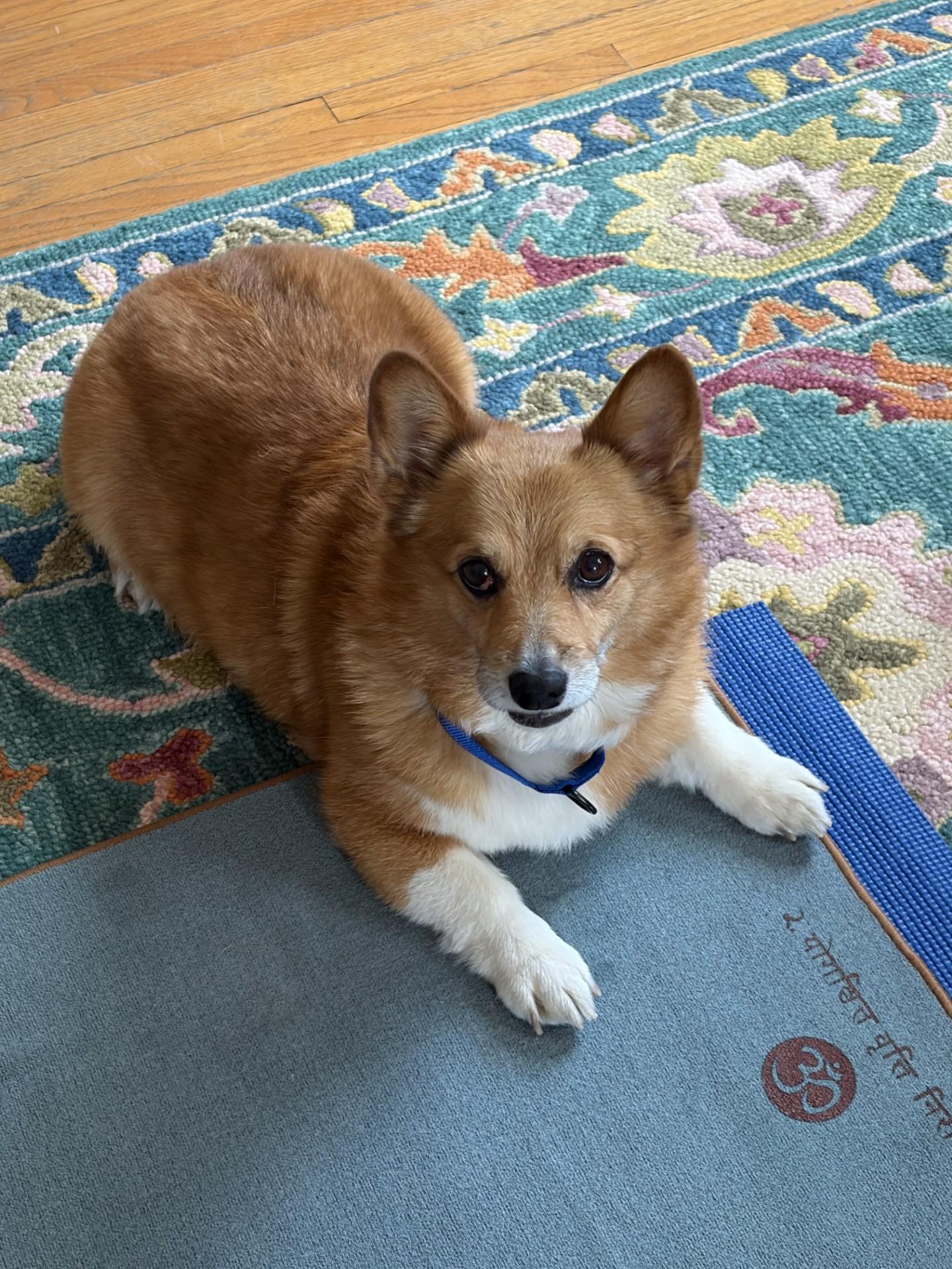 Enlarge Ruby-I26005, a ADOPTABLE Pembroke Welsh Corgi in Anoka, MN image 2/3