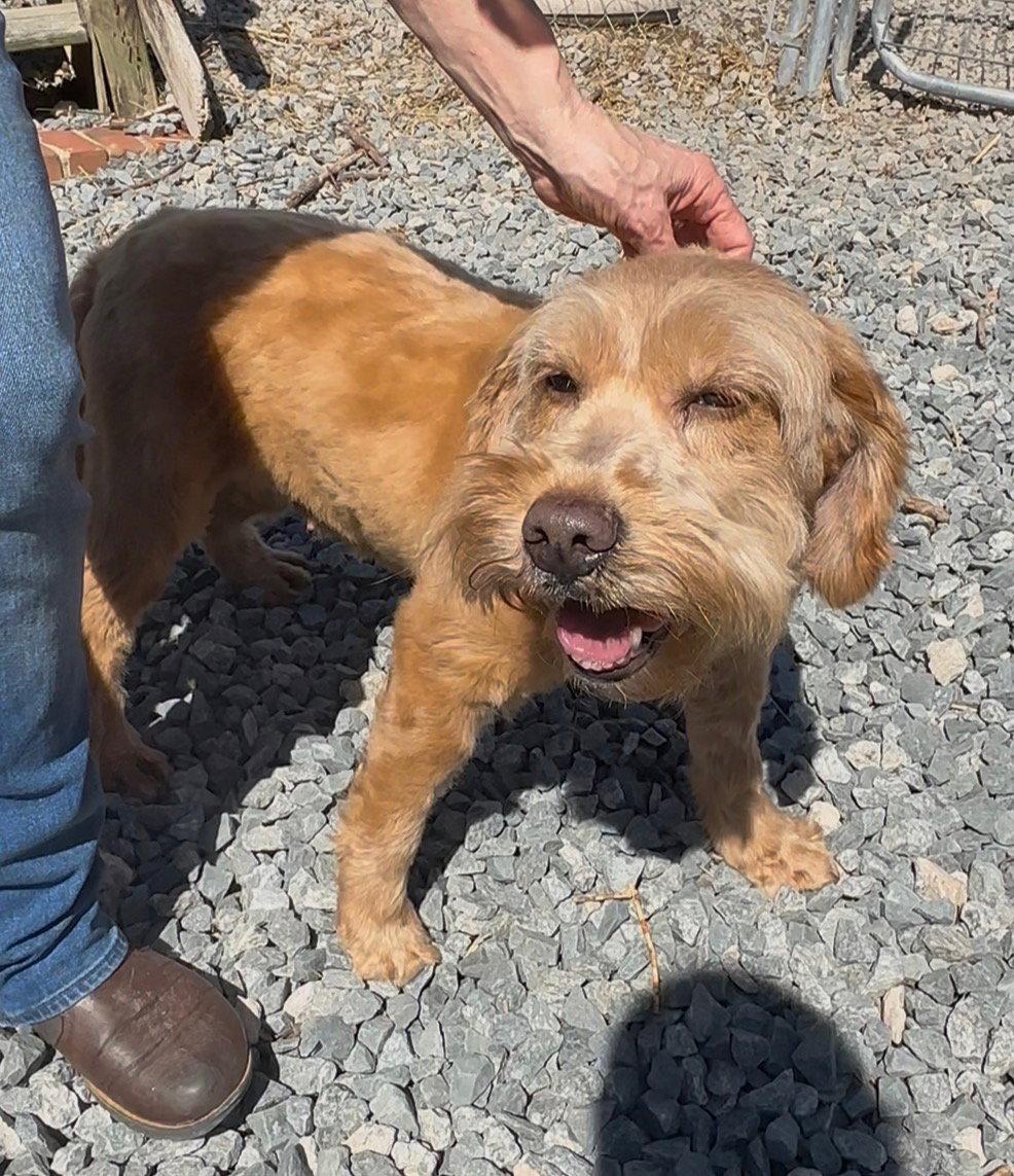 Lulu, a Adopted mixed breed in Thomasville, NC image 1/3