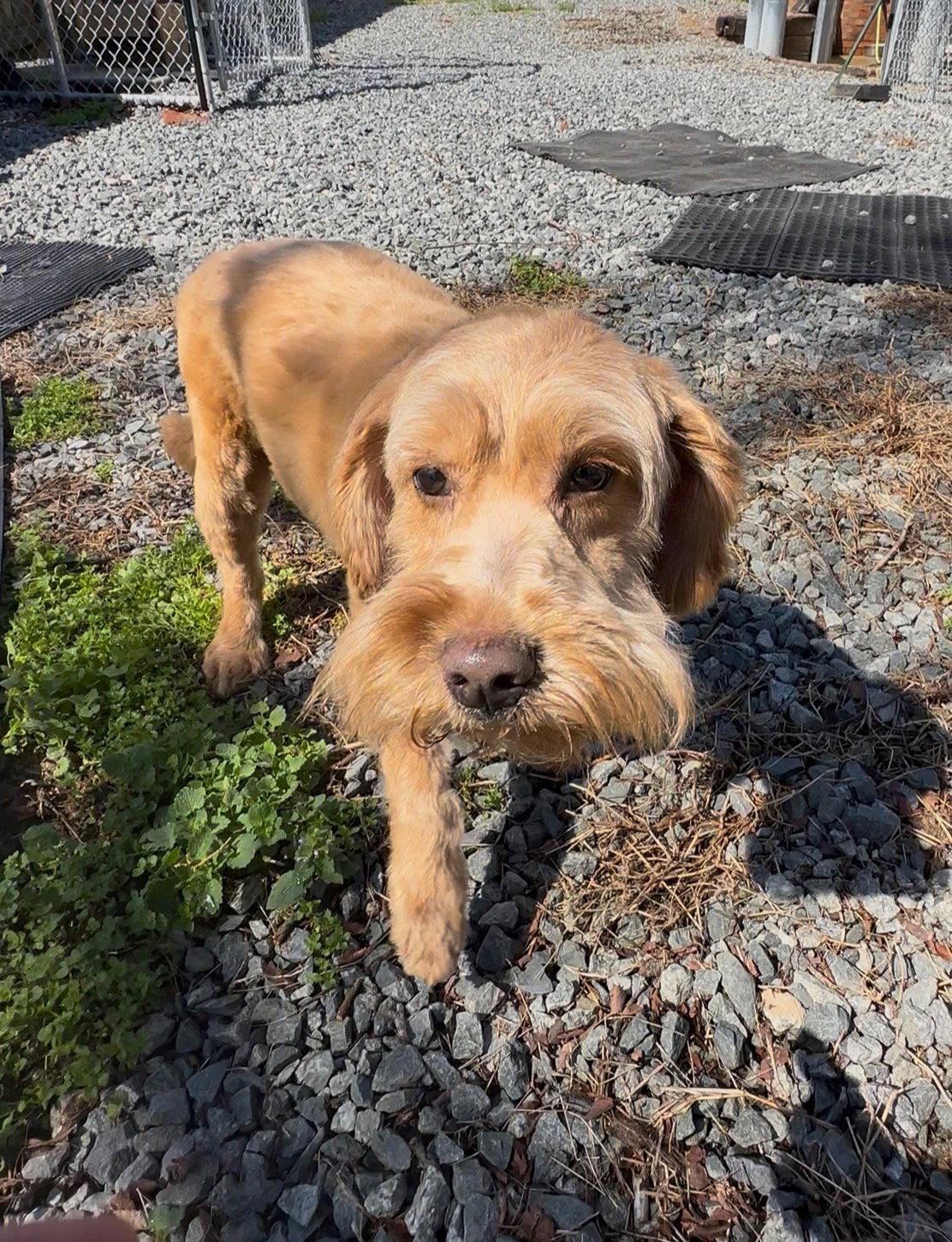 Lulu, a Adopted mixed breed in Thomasville, NC image 2/3