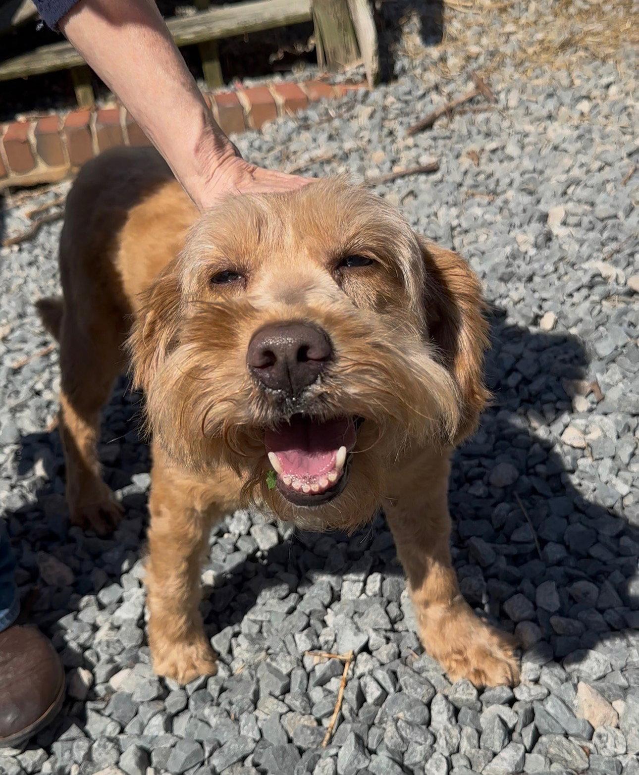 Lulu, a Adopted mixed breed in Thomasville, NC image 3/3