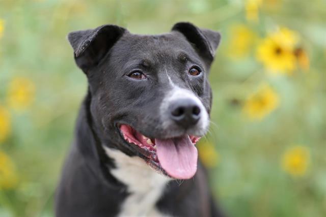 LUNER, Adoptable, Adult Male Pit Bull Terrier & Mixed Breed.
