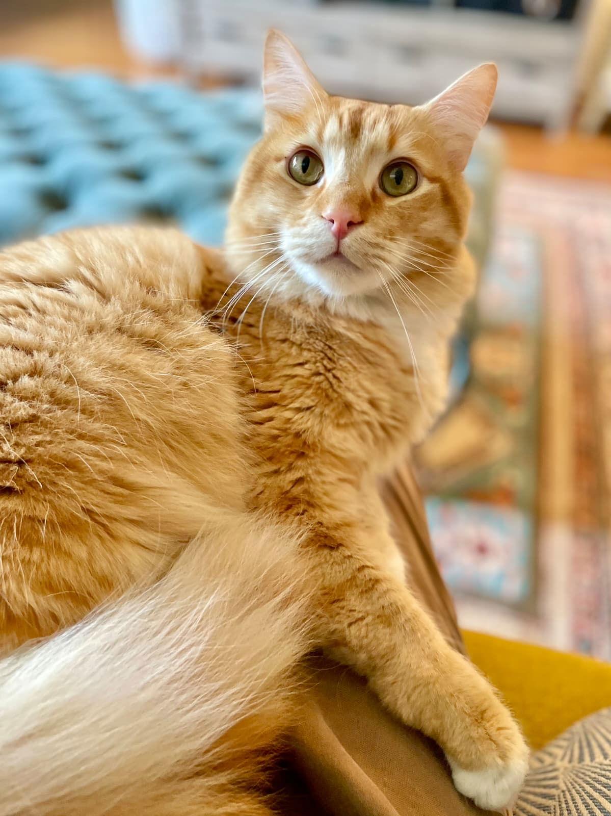 Enlarge MIKEY & LEO 1778A- Offered by Owner - Bonded Boys, a Adoptable mixed breed in Hillsboro, OR image 2/3