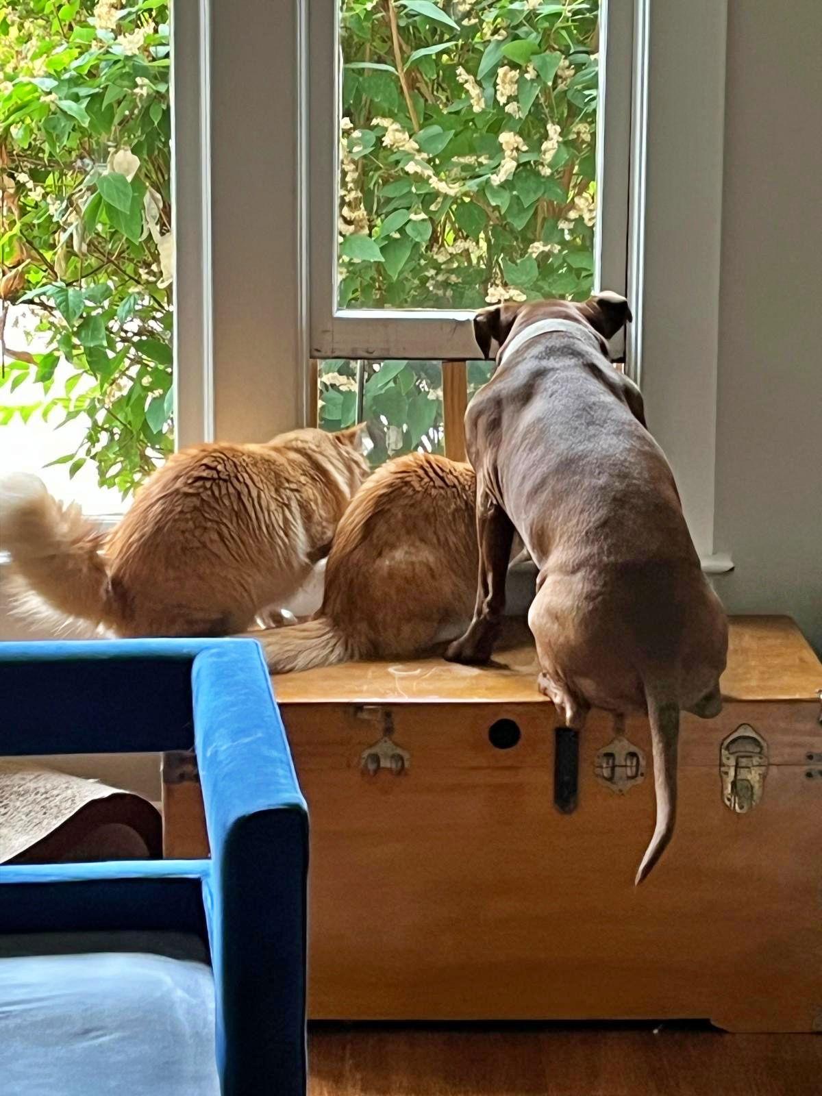 Enlarge MIKEY & LEO 1778A- Offered by Owner - Bonded Boys, a Adoptable mixed breed in Hillsboro, OR image 3/3