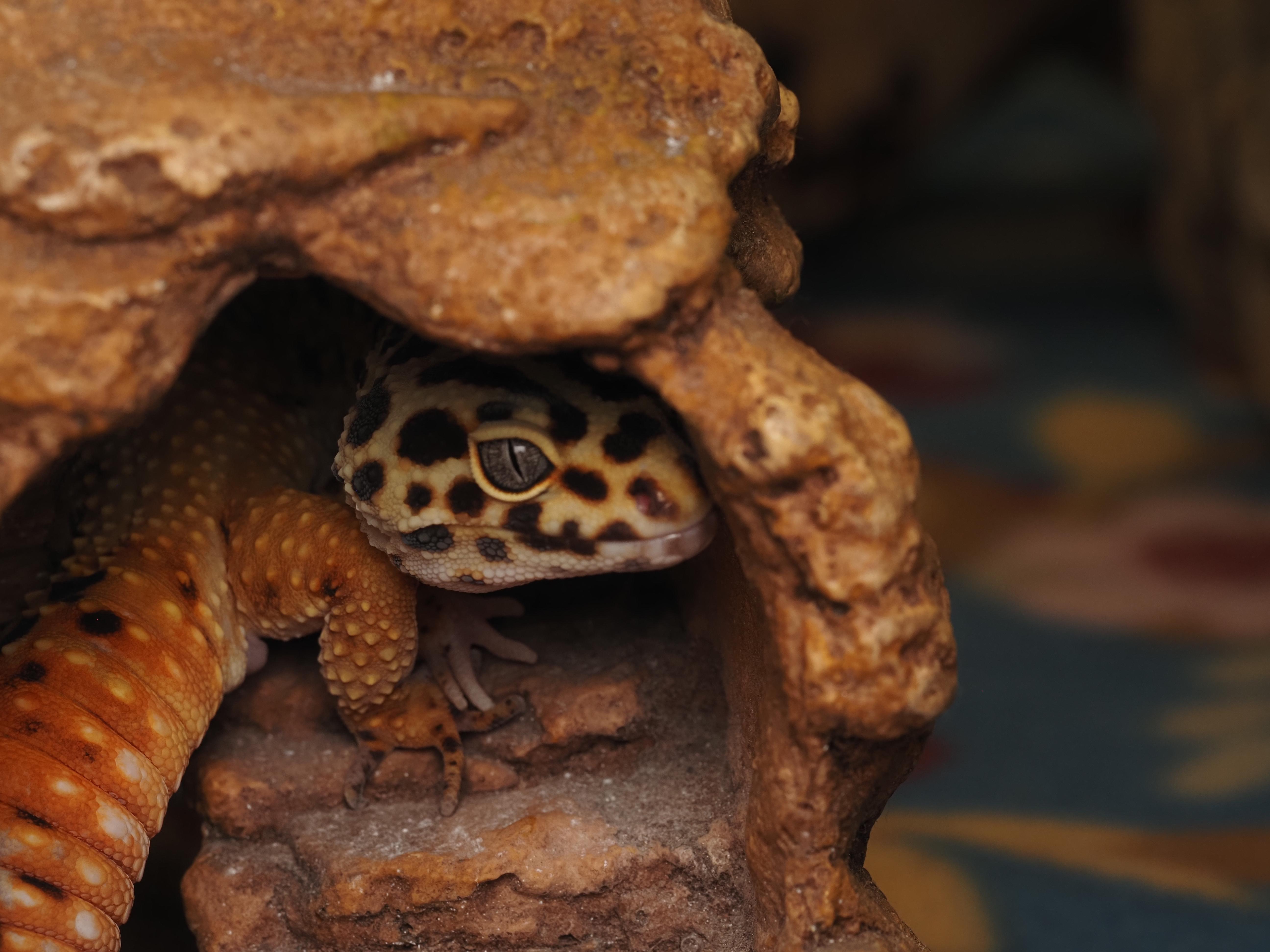 Chowder the Leopard Gecko , an adopted Gecko in Tacoma, WA image 2/2