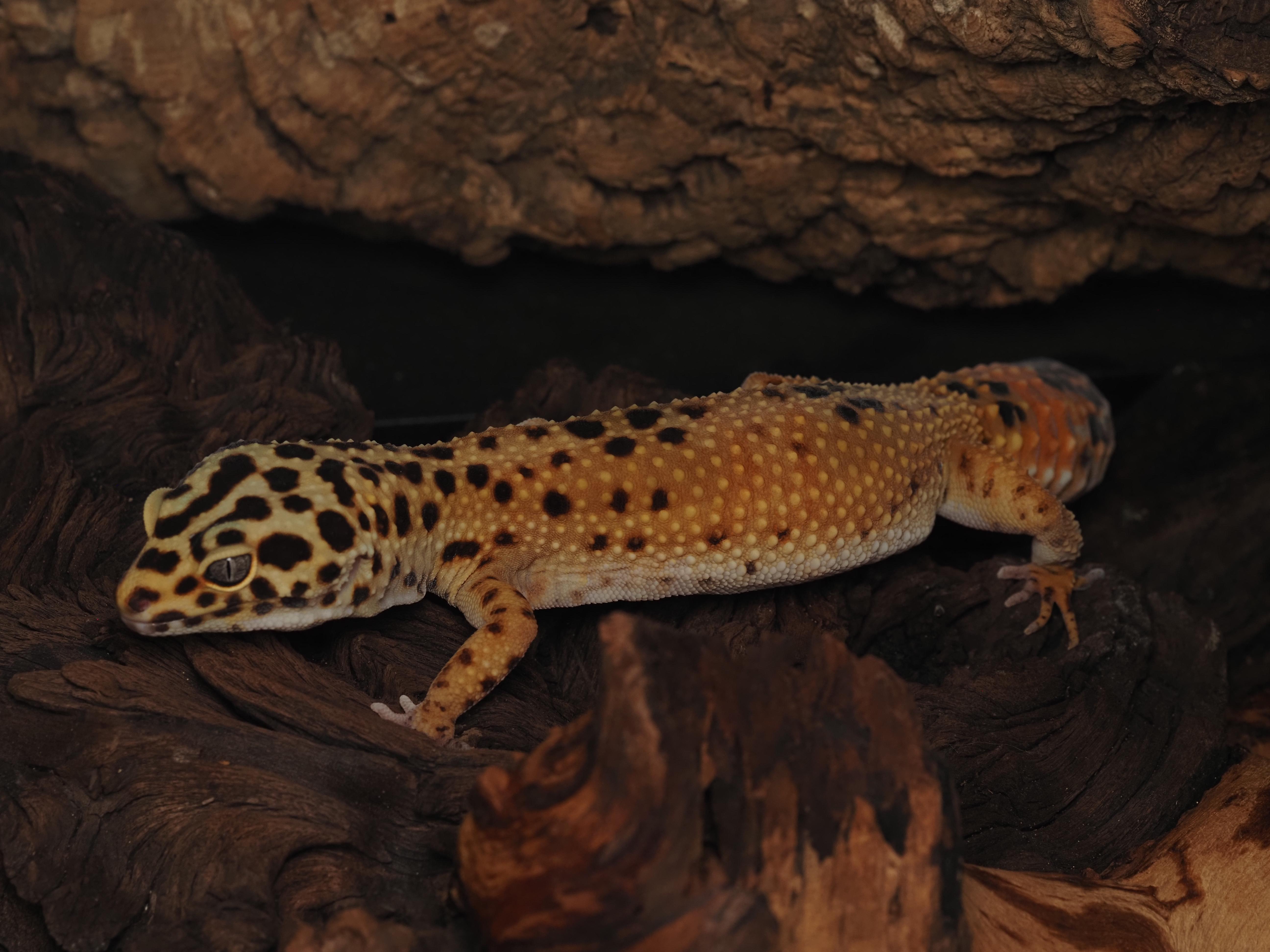 Chowder the Leopard Gecko , an adopted Gecko in Tacoma, WA image 1/2